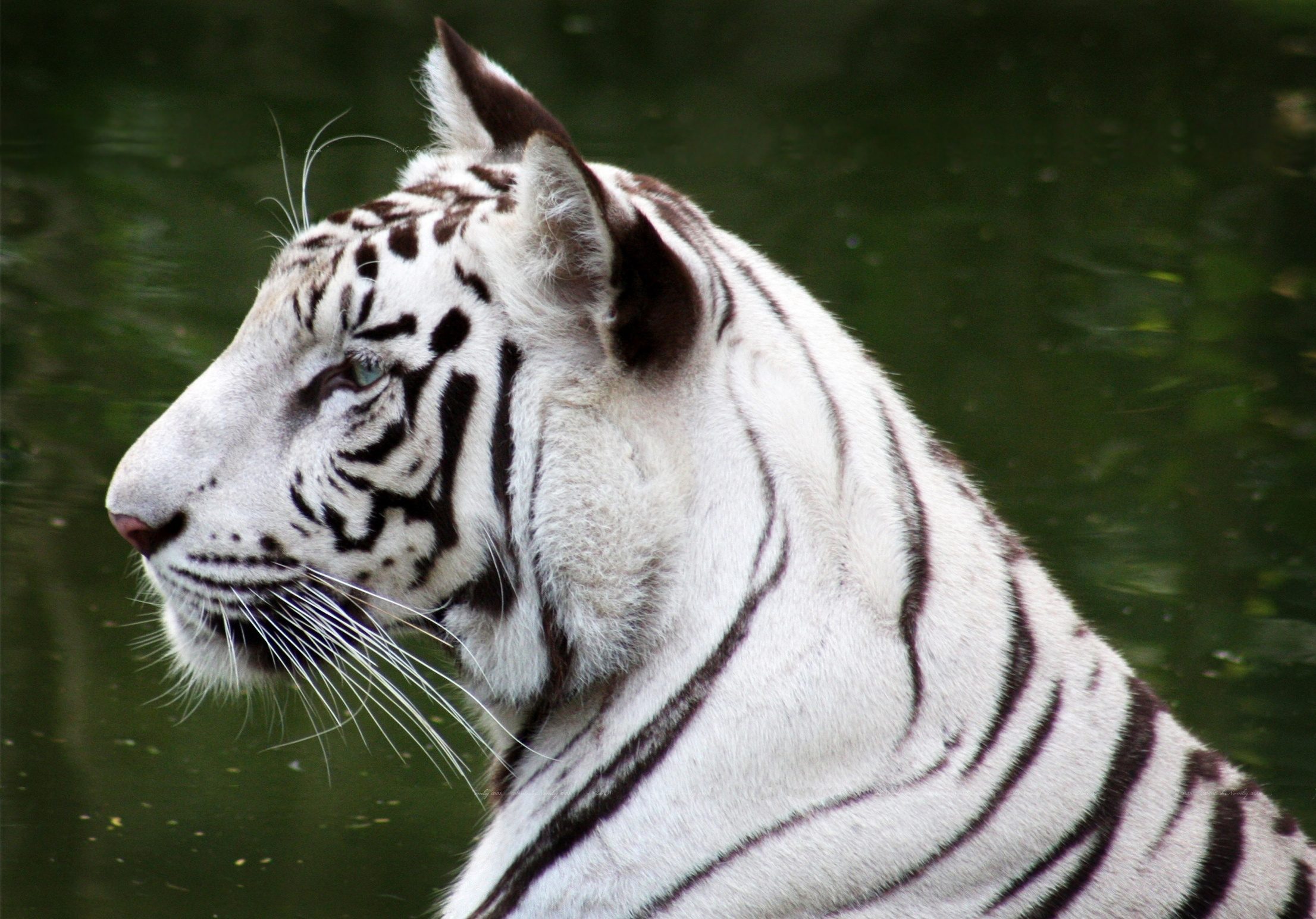 Téléchargez gratuitement l'image Animaux, Chats, Tigre Blanc sur le bureau de votre PC