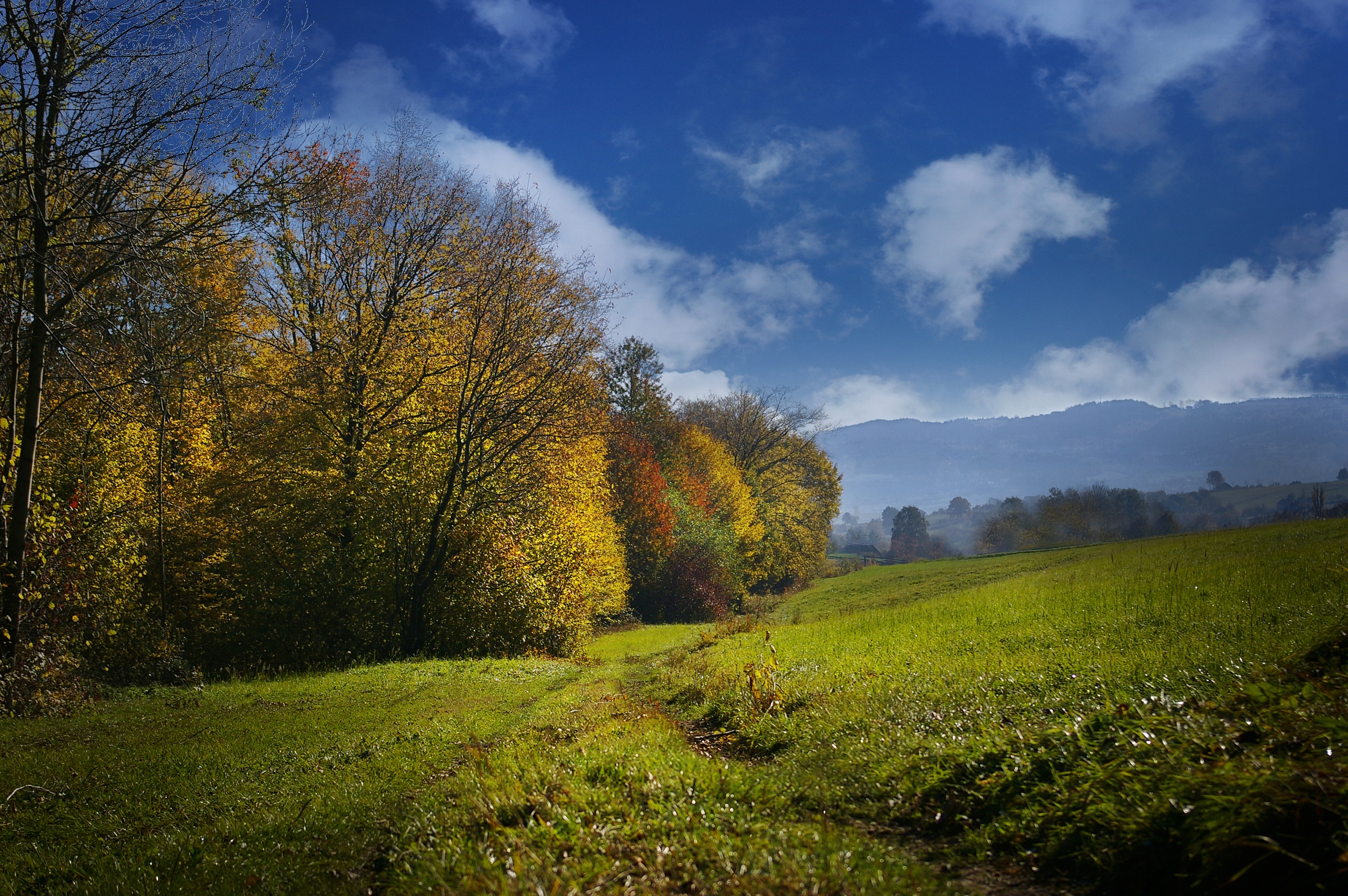 field, nature, autumn, trees, grass, sky HD wallpaper