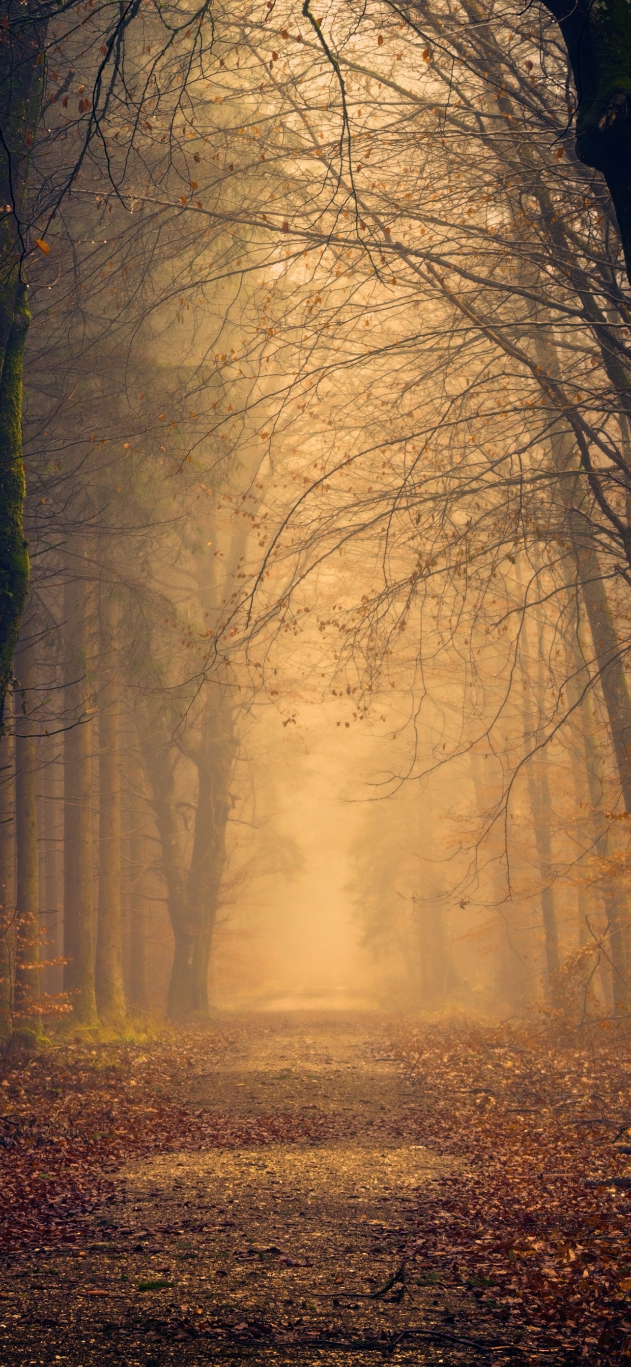 Download mobile wallpaper Forest, Fall, Earth, Path for free.