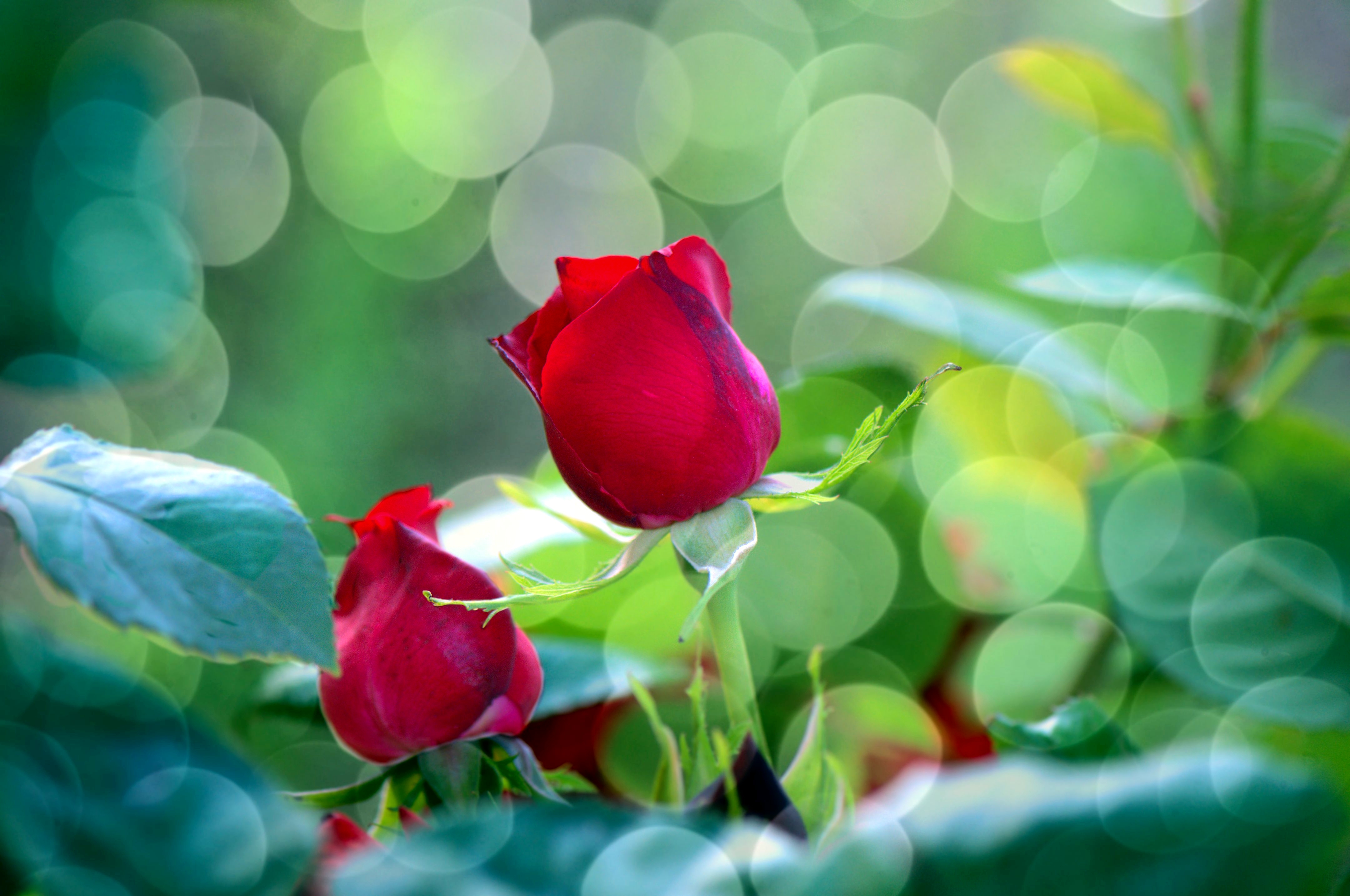 PCデスクトップにフラワーズ, 葉, 薔薇, 閉じる, 地球, ボケ, 赤いバラ, 赤い花画像を無料でダウンロード