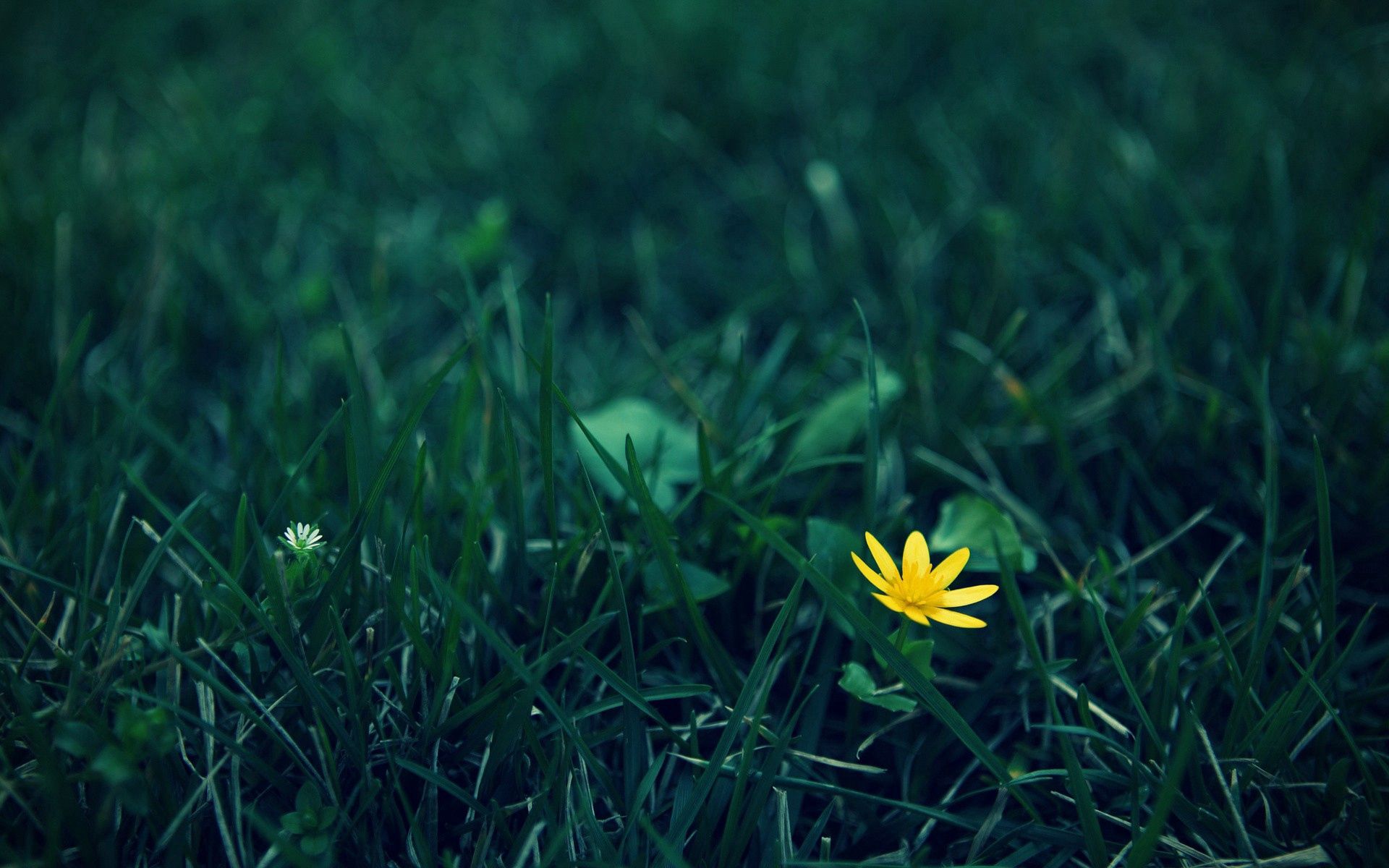 Free download wallpaper Grass, Flower, Macro, Lawn, Dark on your PC desktop