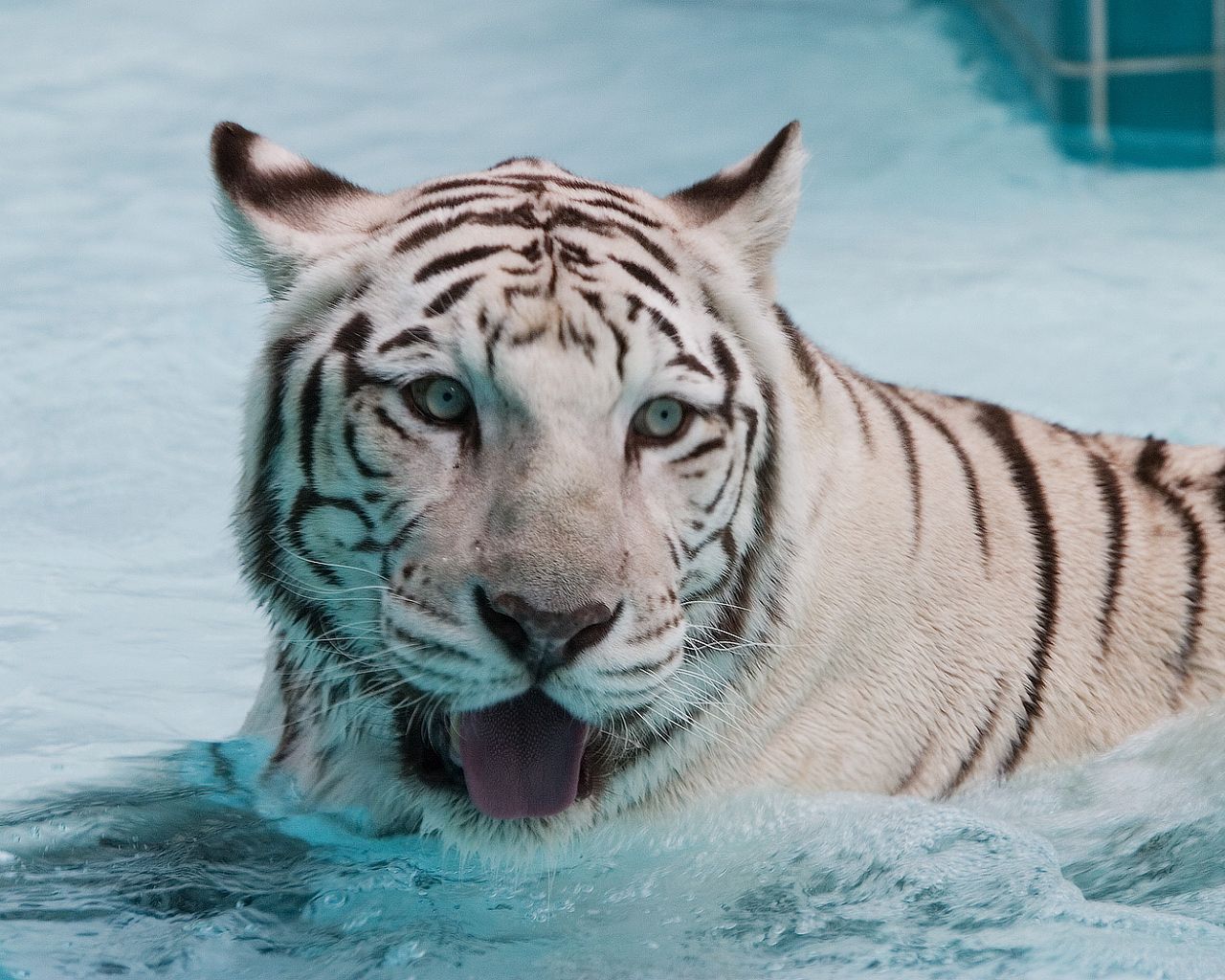 albino, animals, water, muzzle, predator, big cat, tiger, to swim, swim