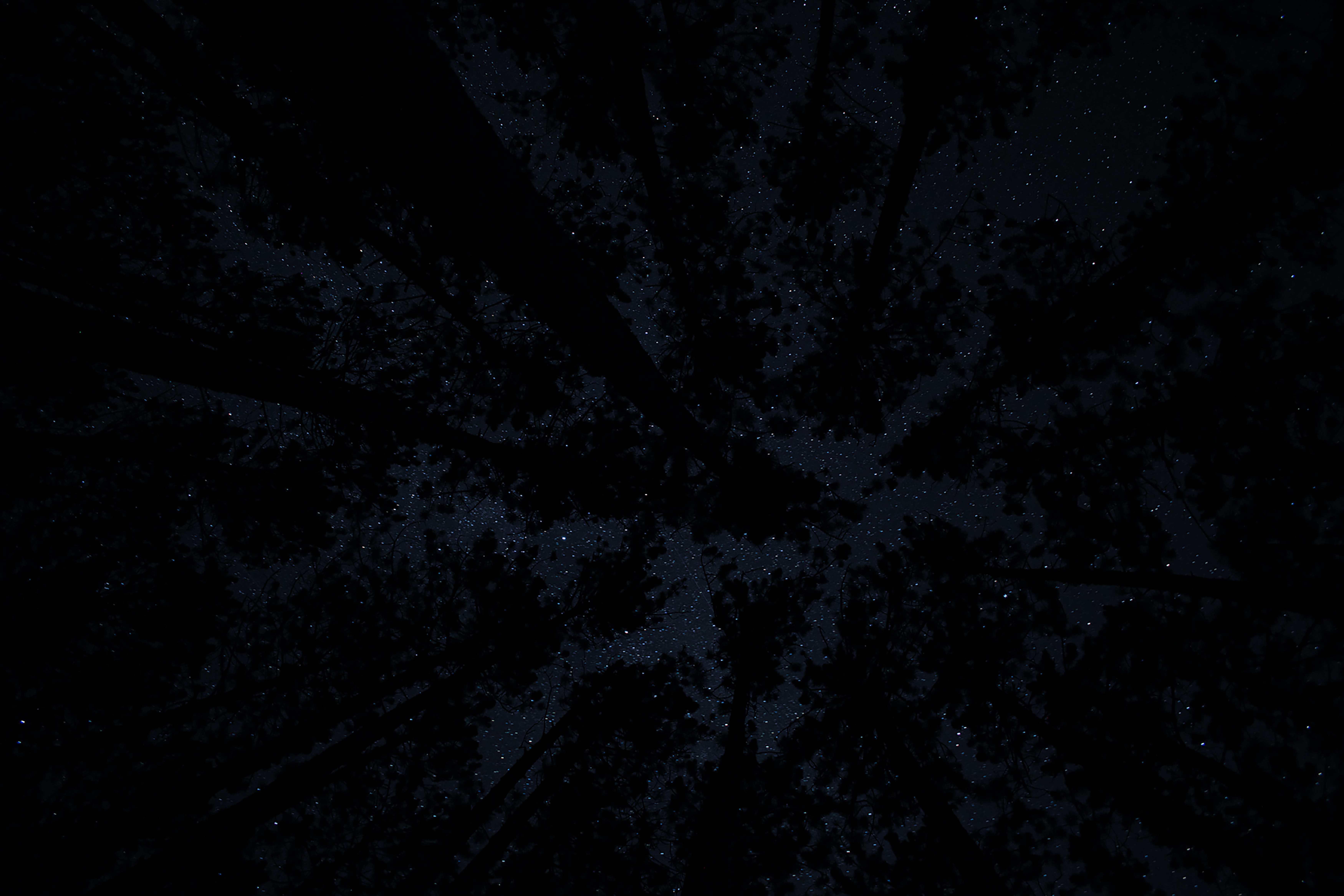 PCデスクトップに木, ナイト, 闇, 暗い, 星空画像を無料でダウンロード