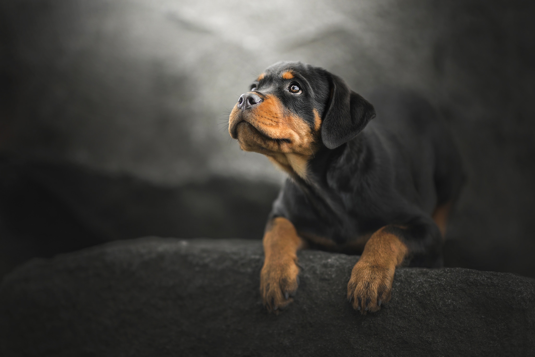 Download mobile wallpaper Dogs, Dog, Animal, Puppy, Rottweiler, Baby Animal for free.
