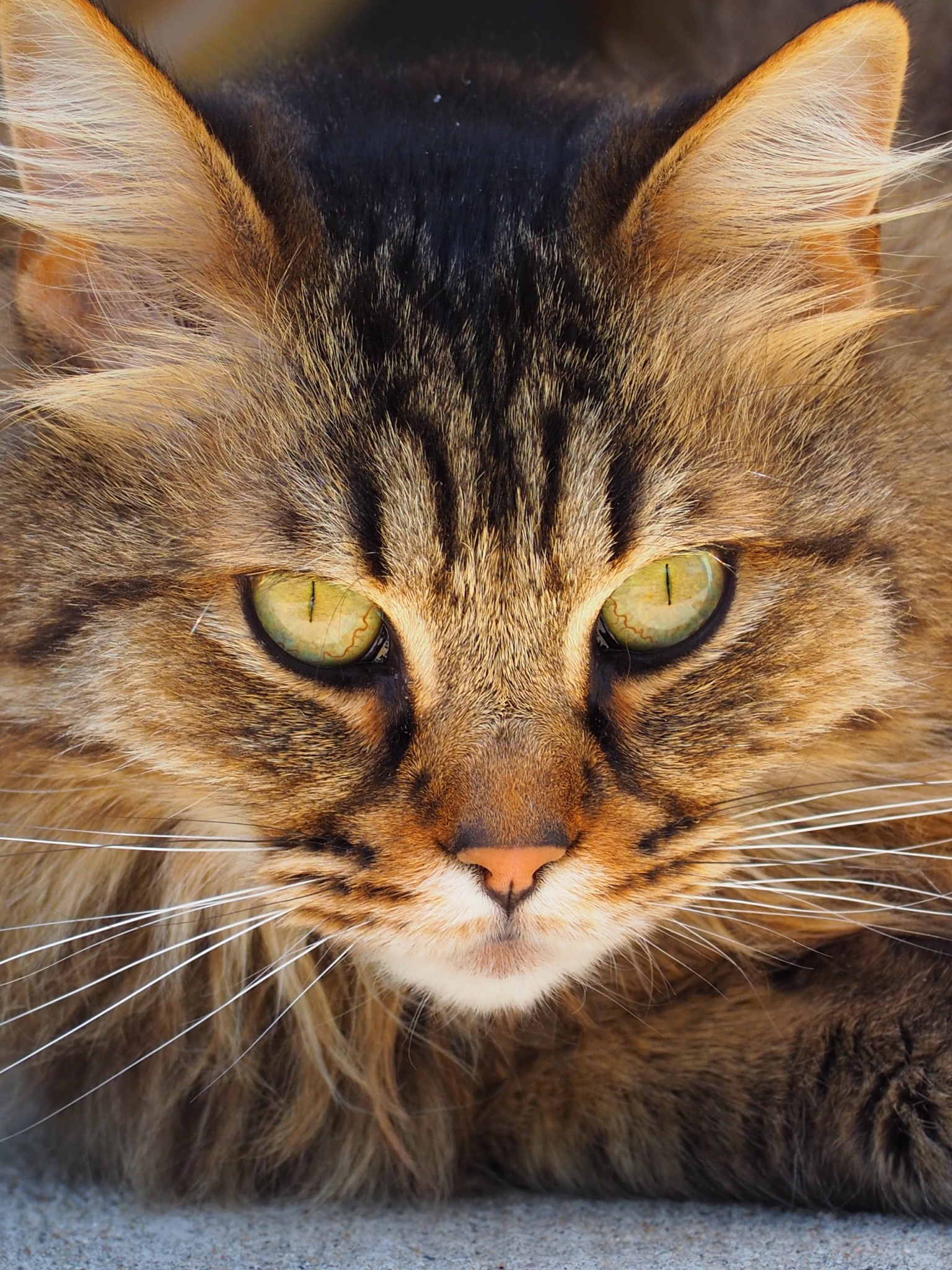 Free download wallpaper Cats, Cat, Animal, Face, Eye on your PC desktop