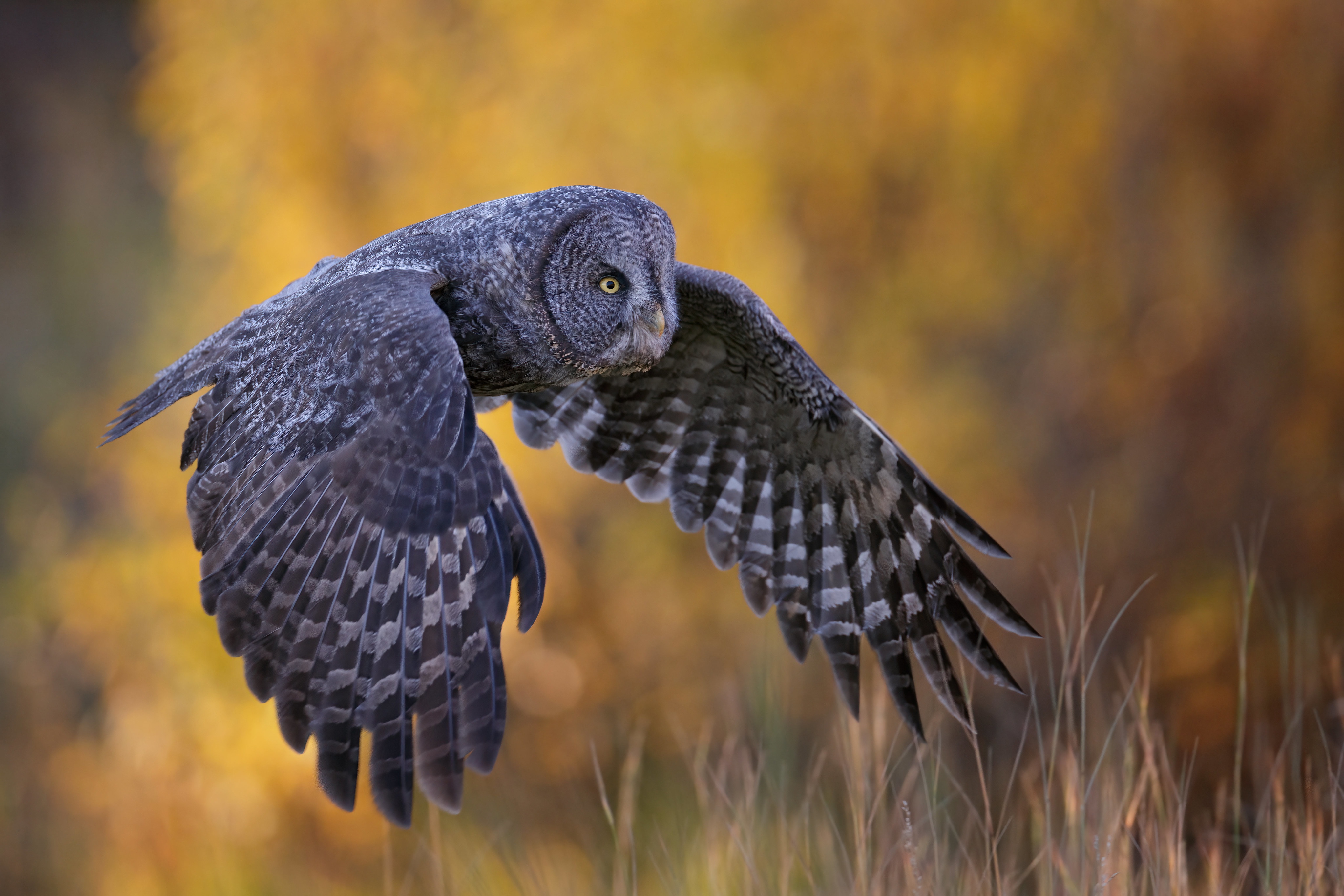 Download mobile wallpaper Birds, Bird, Animal, Great Grey Owl for free.