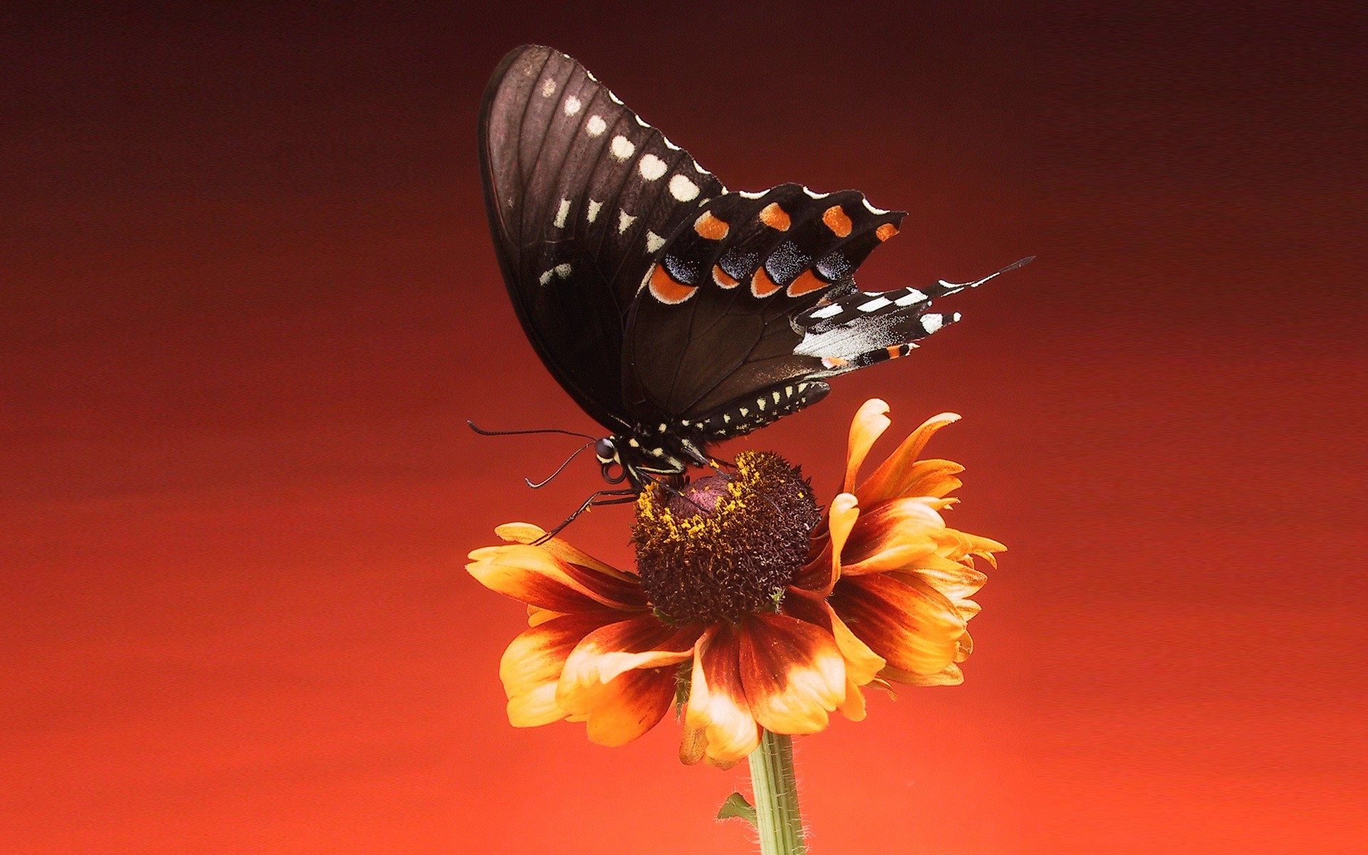 539900壁紙のダウンロード動物, 蝶, 花, 虫, 赤-スクリーンセーバーと写真を無料で