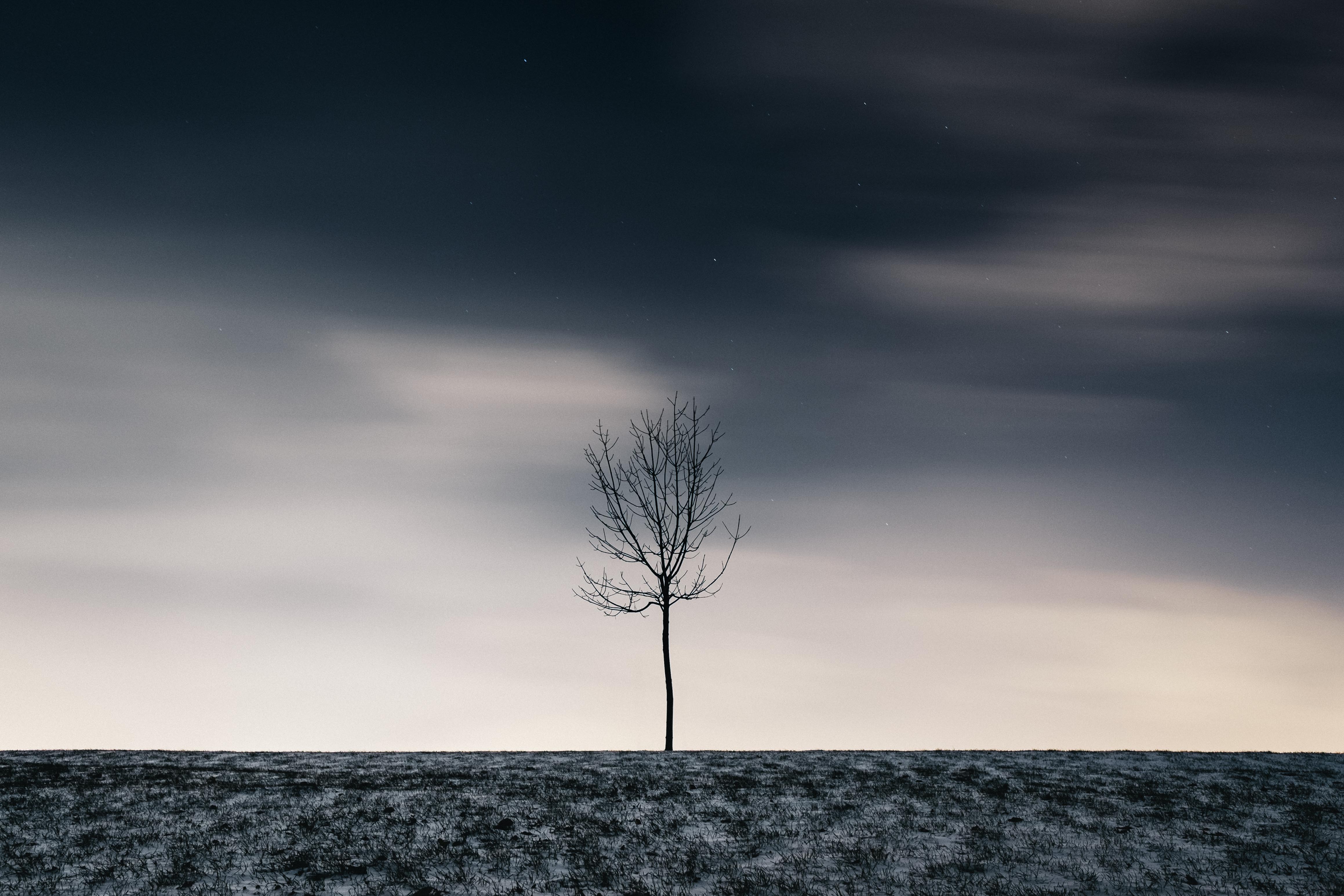 Download mobile wallpaper Snow, Wood, Winter, Tree, Starry Sky, Minimalism for free.