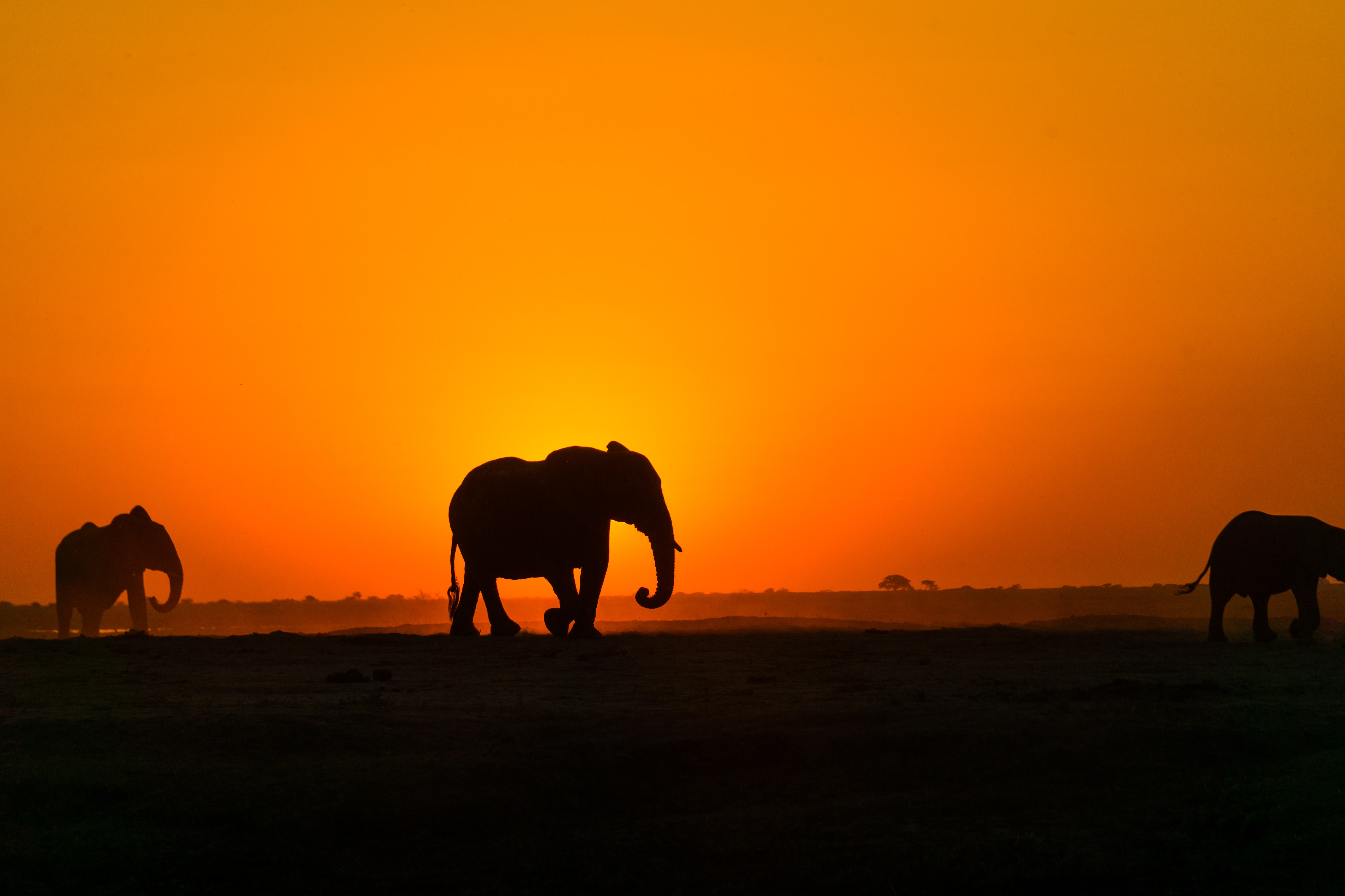 83088 télécharger l'image afrique, silhouette, éléphant, animaux, coucher de soleil, l'éléphant - fonds d'écran et économiseurs d'écran gratuits
