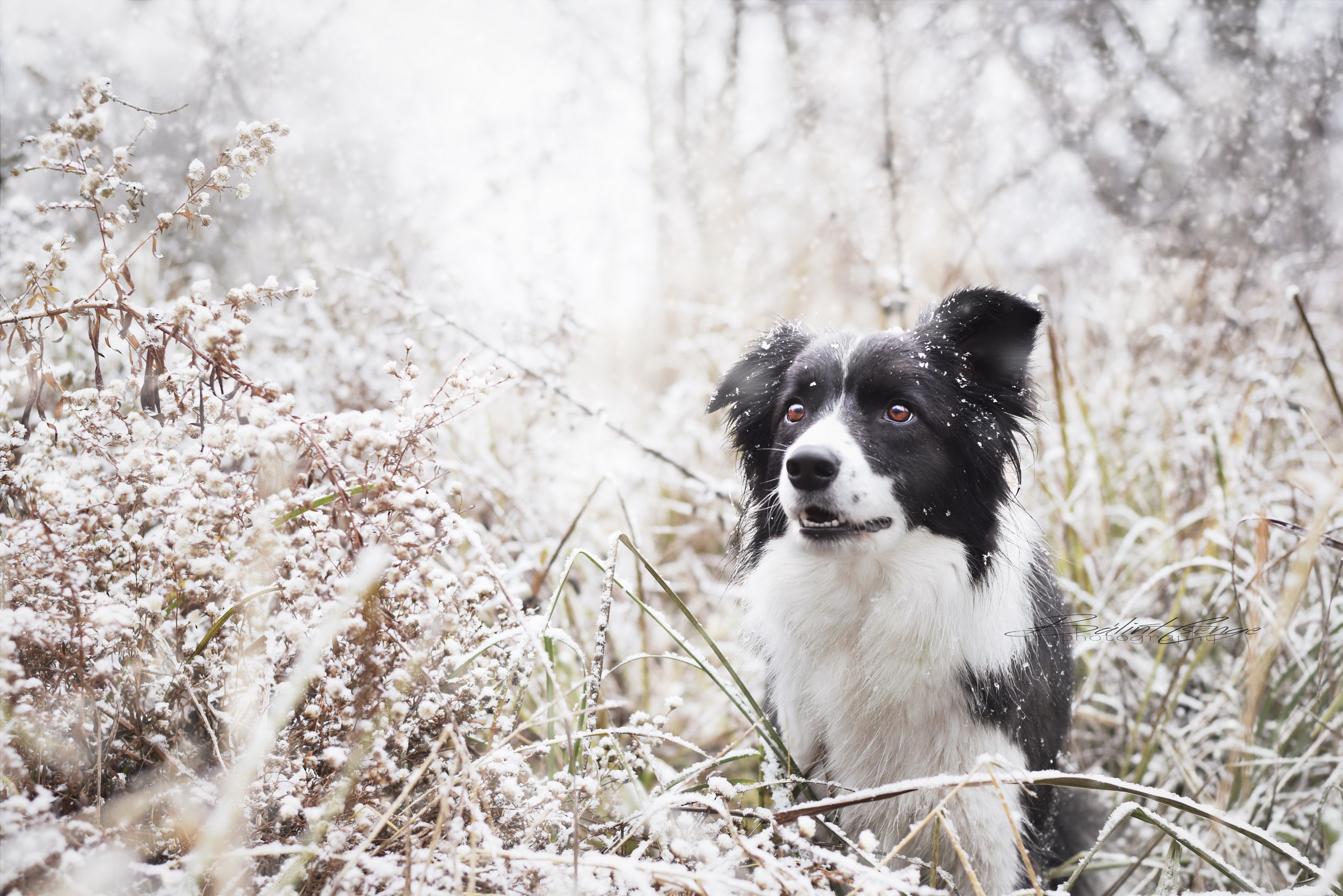 Free download wallpaper Winter, Dogs, Dog, Muzzle, Animal, Snowfall, Border Collie on your PC desktop