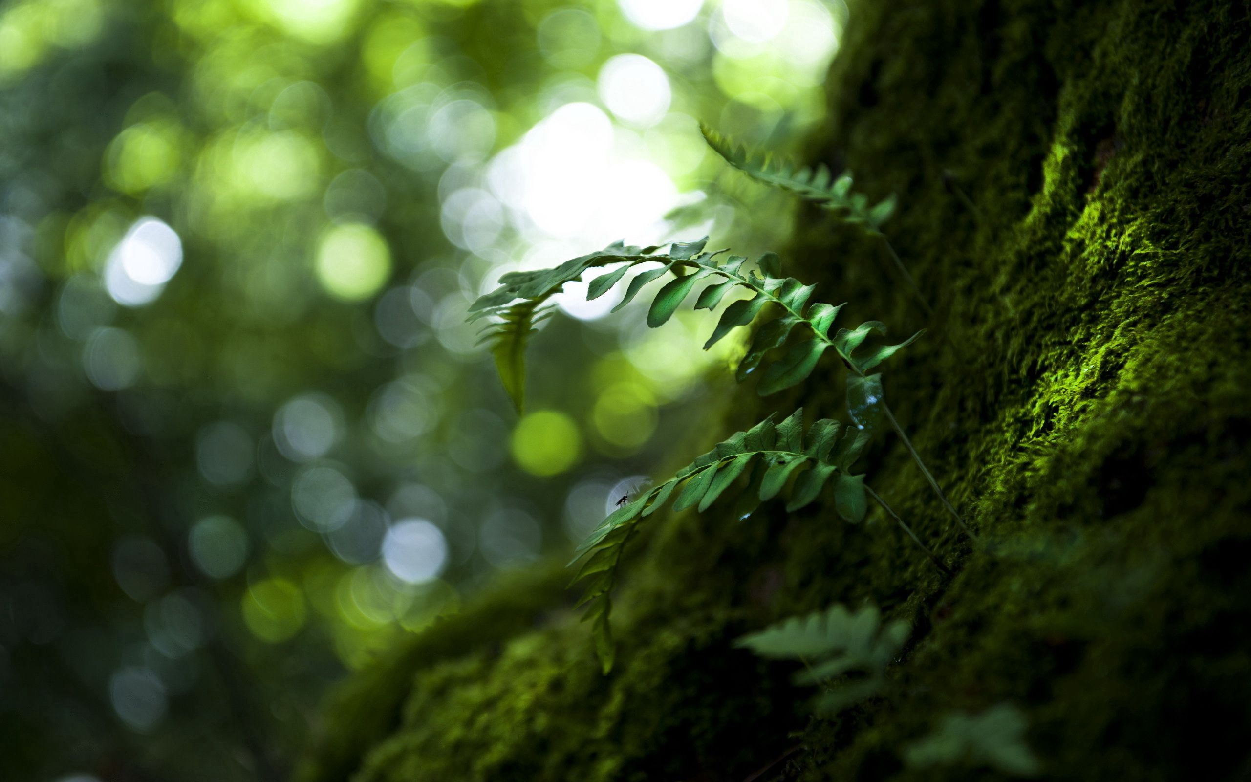 Baixe gratuitamente a imagem Folhas, Macro, Madeira, Natureza, Árvore na área de trabalho do seu PC