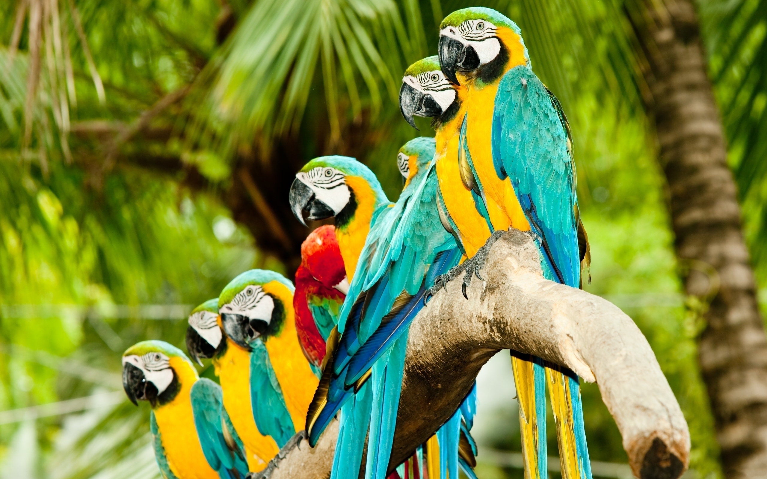 parrots, animals, birds