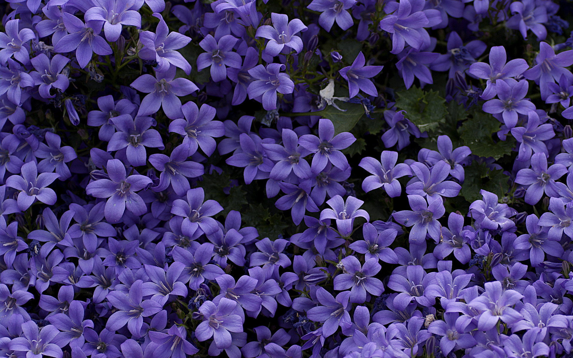 Téléchargez gratuitement l'image Fleurs, Fleur, Terre/nature sur le bureau de votre PC