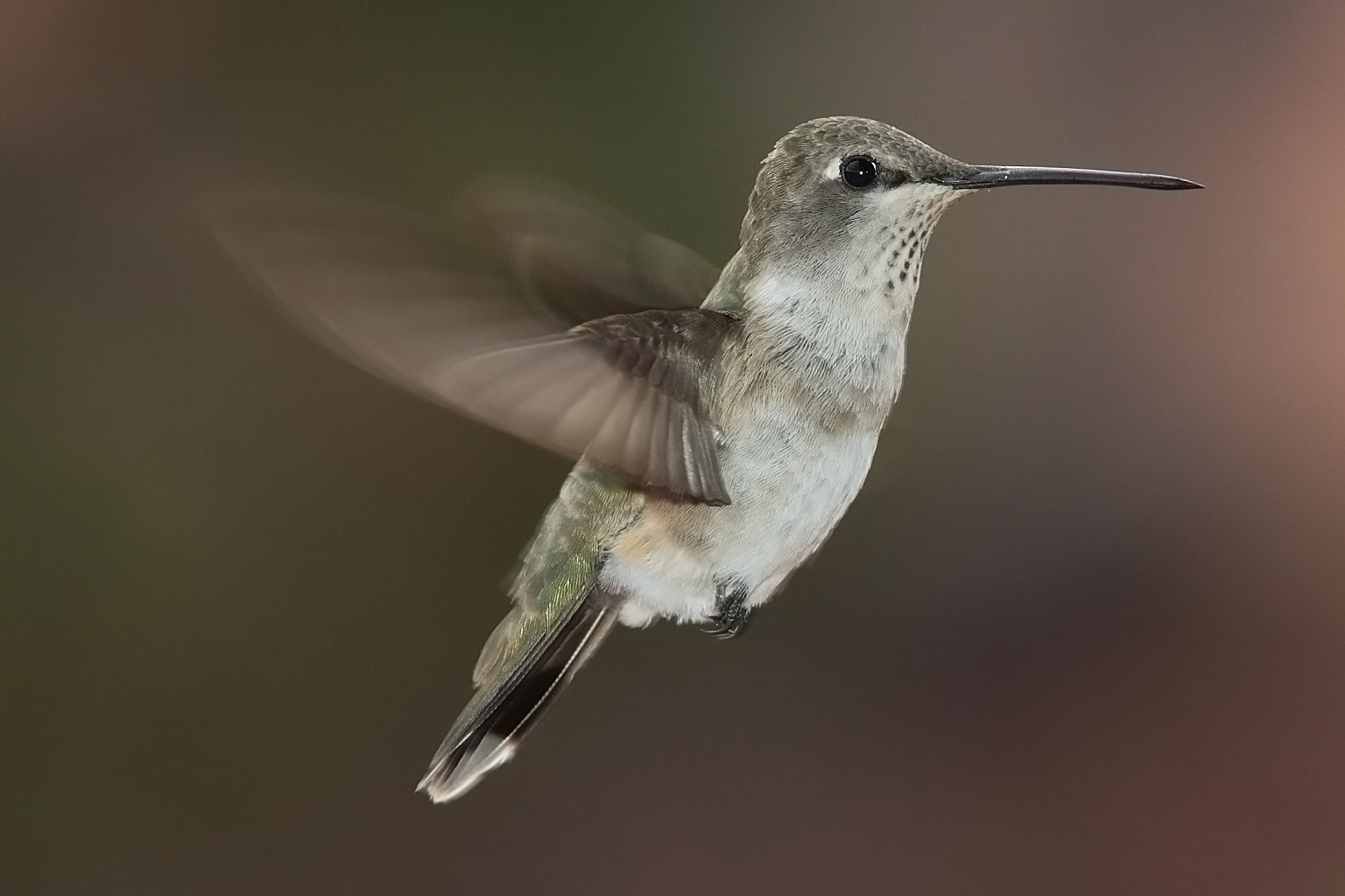 Handy-Wallpaper Tiere, Vögel, Kolibri kostenlos herunterladen.