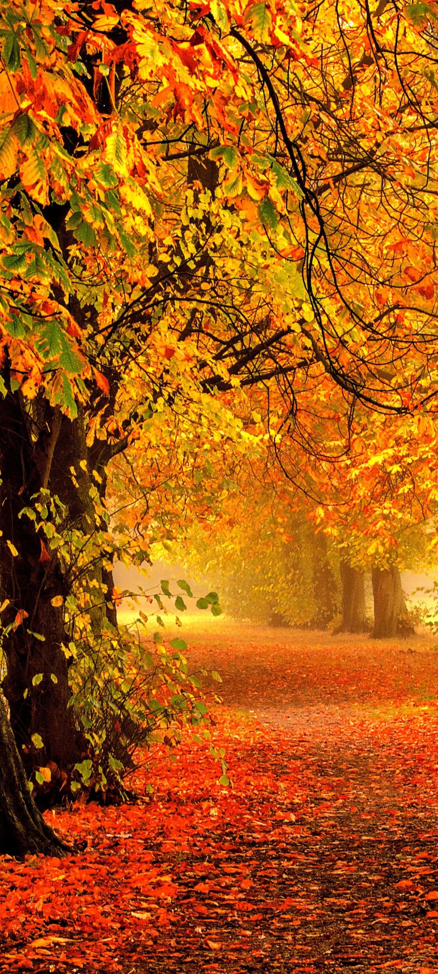 無料モバイル壁紙自然, 秋, 公園, 写真撮影をダウンロードします。