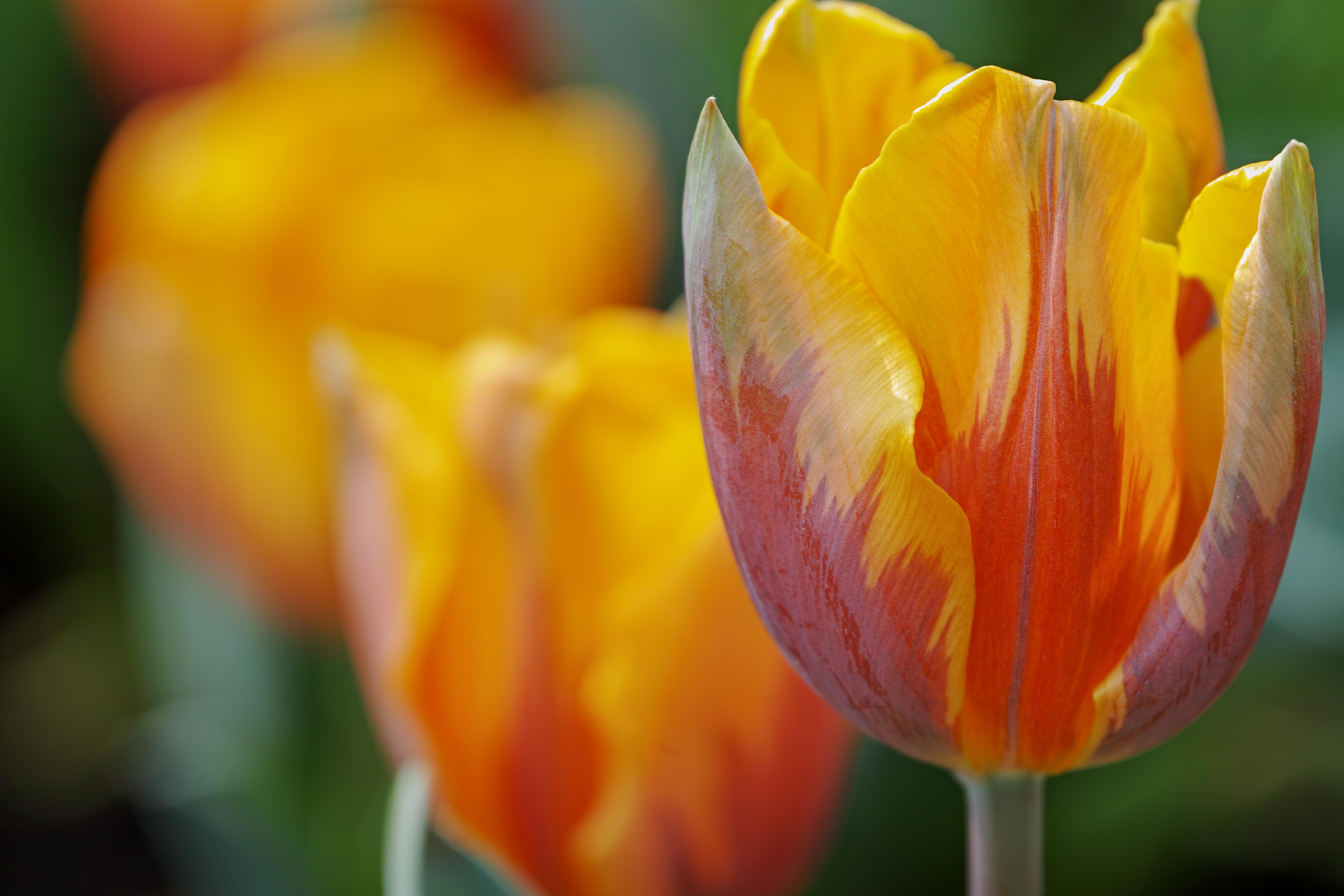Laden Sie das Blumen, Blume, Makro, Knospe, Verwischen, Tulpe, Blütenblatt, Erde/natur-Bild kostenlos auf Ihren PC-Desktop herunter