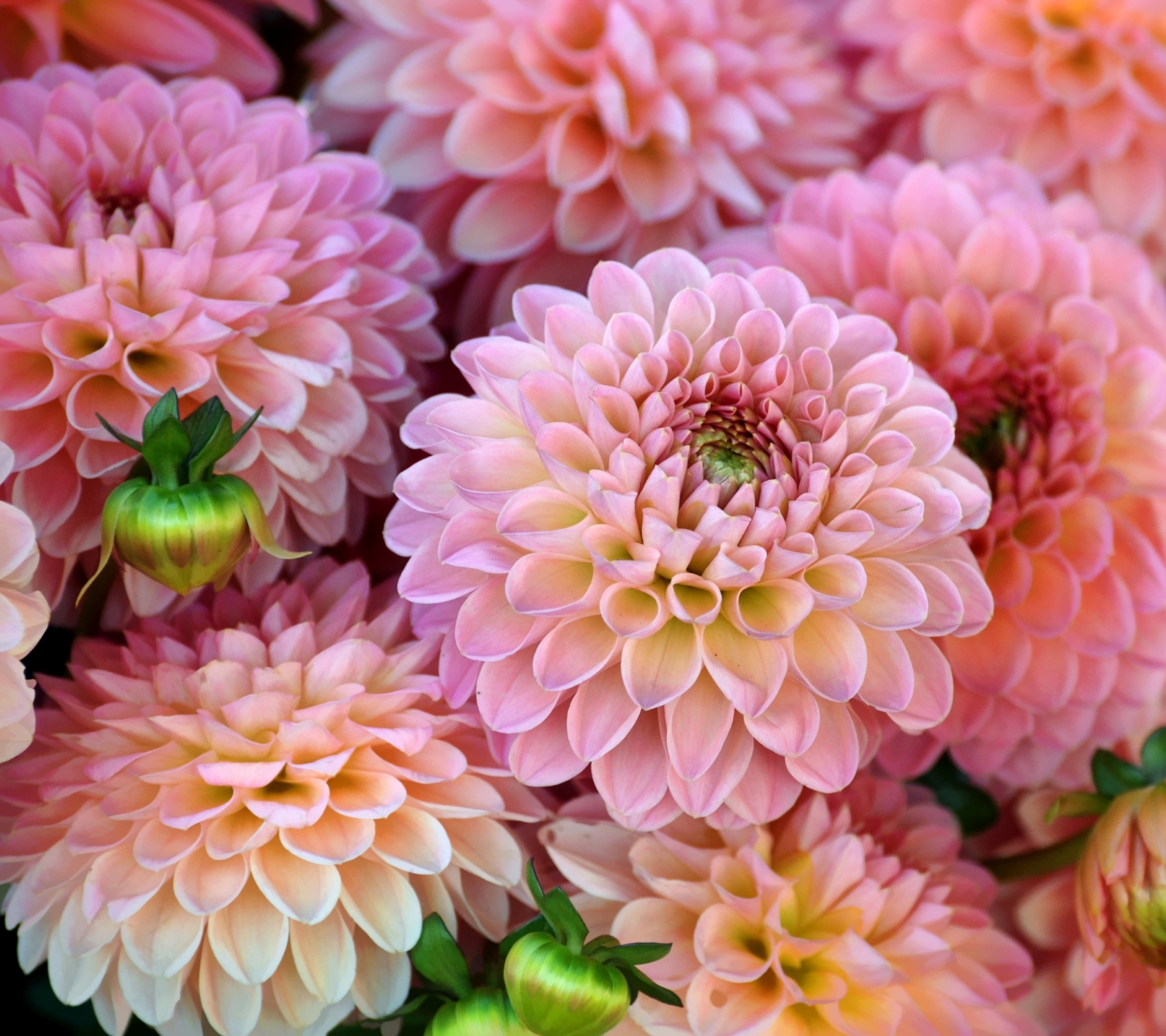 Download mobile wallpaper Flowers, Flower, Close Up, Earth, Dahlia, Pink Flower for free.