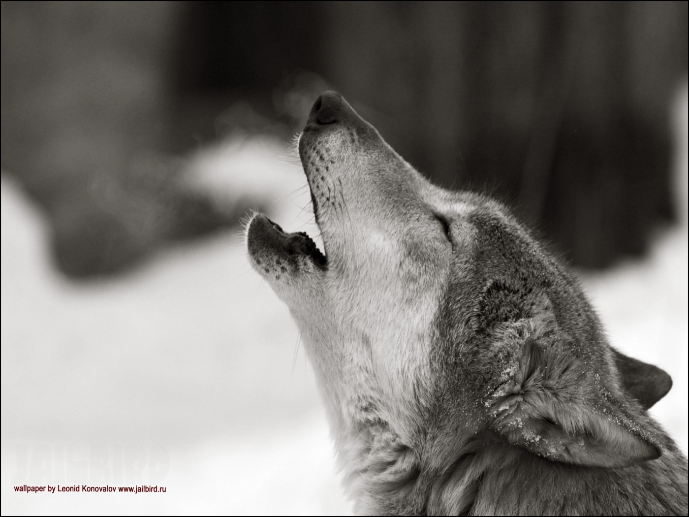 PCデスクトップにオオカミ, 動物画像を無料でダウンロード