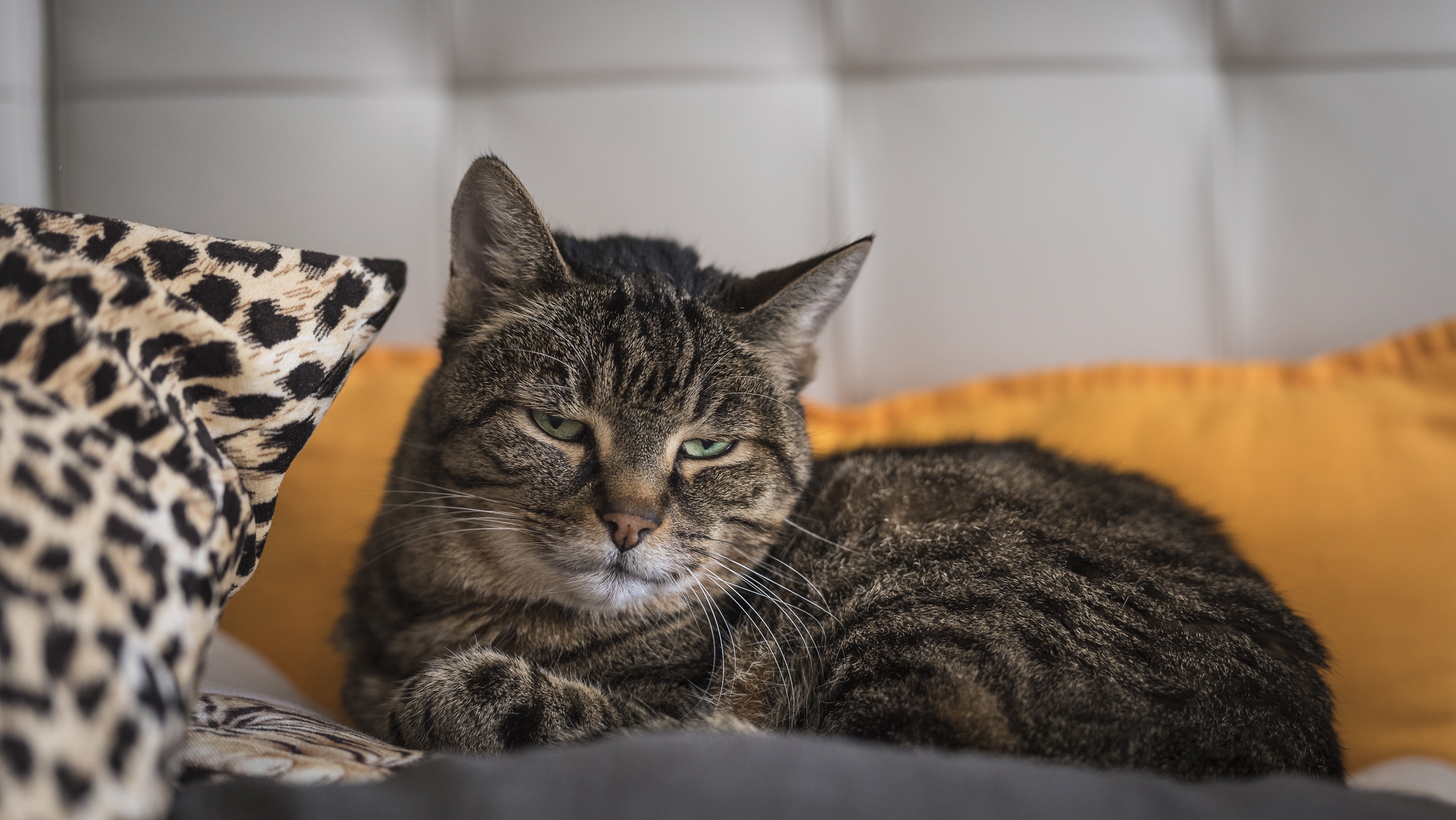 Téléchargez des papiers peints mobile Animaux, Chats, Chat gratuitement.