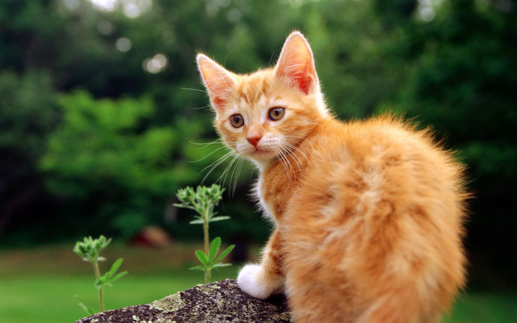 kitten, animals, grass, kitty, striped, look around, look back Full HD