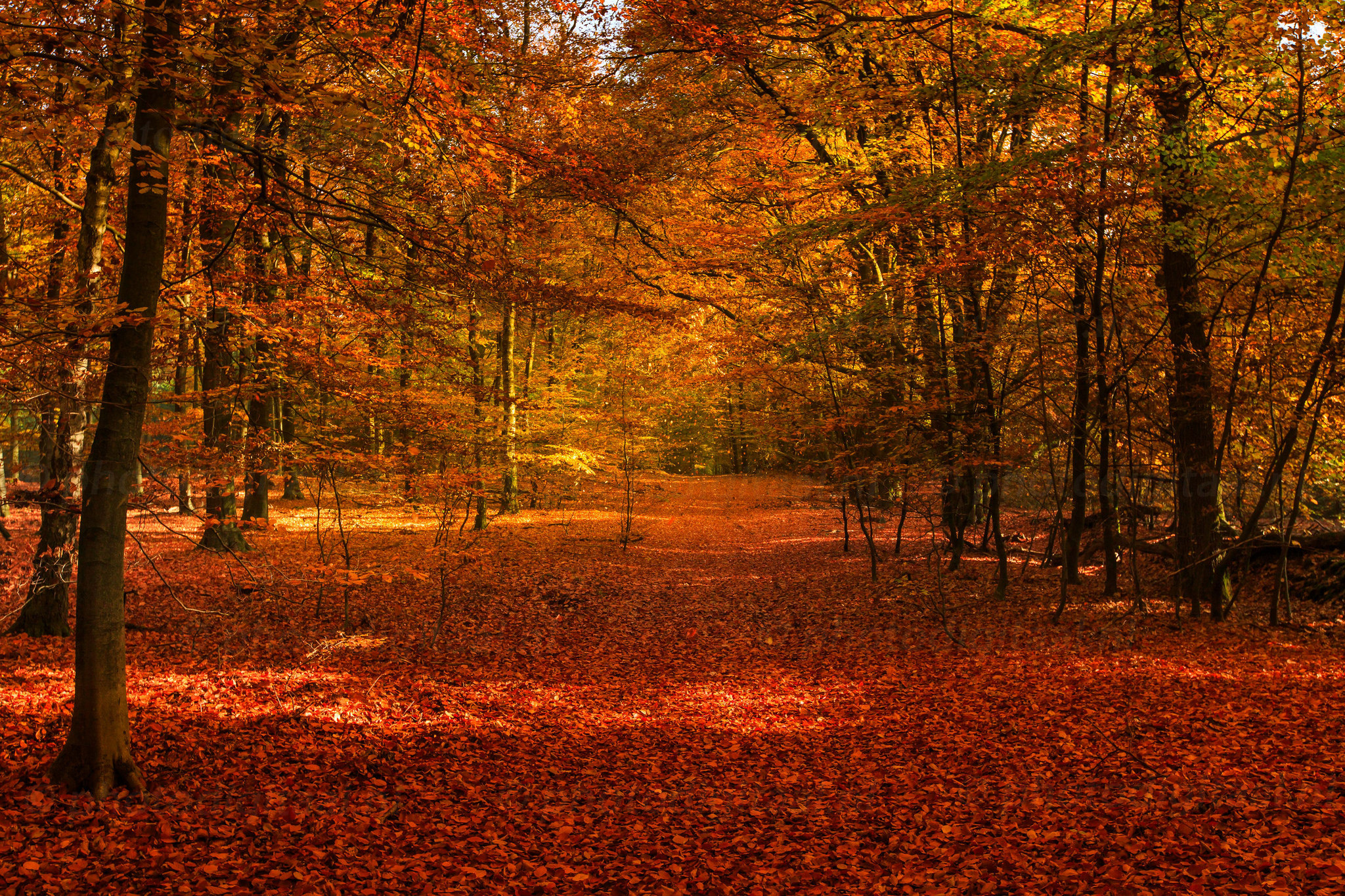 Téléchargez des papiers peints mobile Automne, Forêt, Feuille, Chemin, Terre/nature gratuitement.