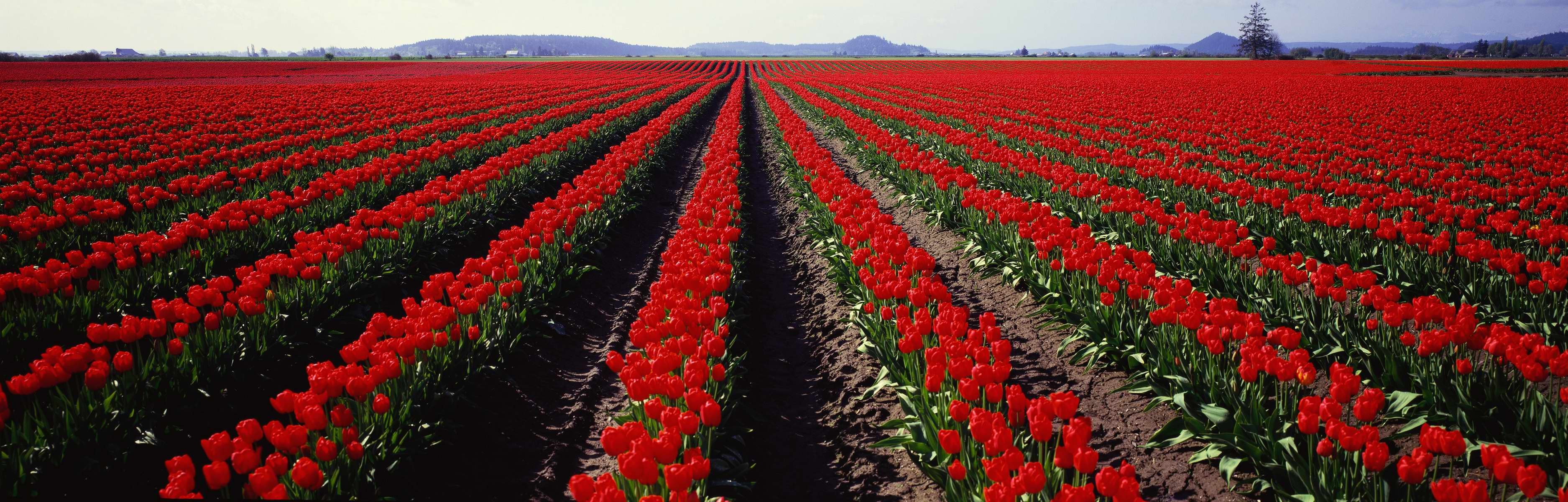 Free download wallpaper Flower, Earth, Tulip on your PC desktop