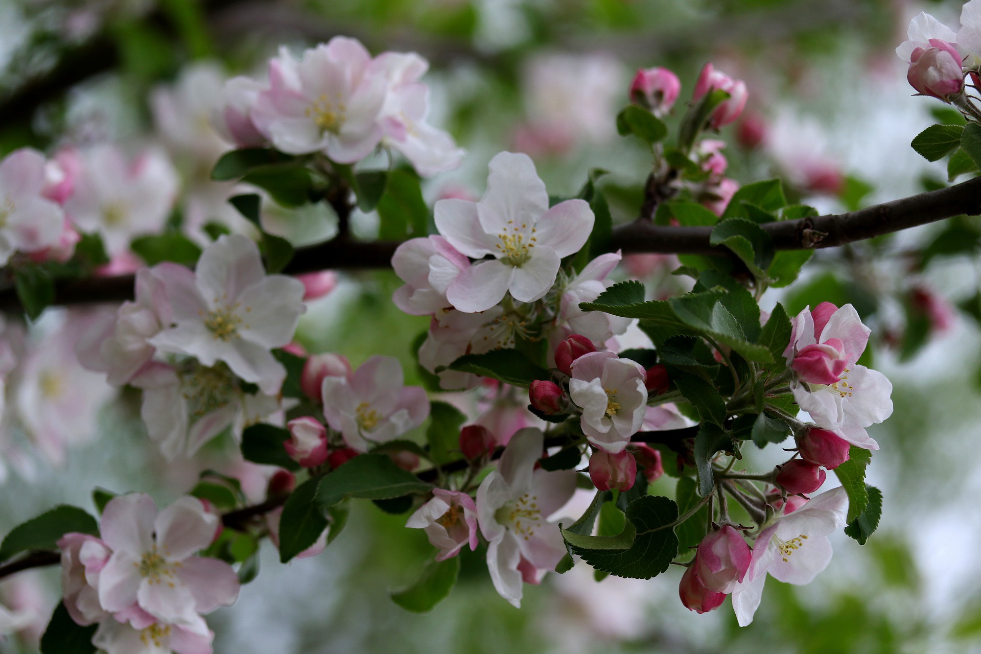 Descarga gratis la imagen Flores, Florecer, Rama, Tierra/naturaleza, Flor De Manzana en el escritorio de tu PC