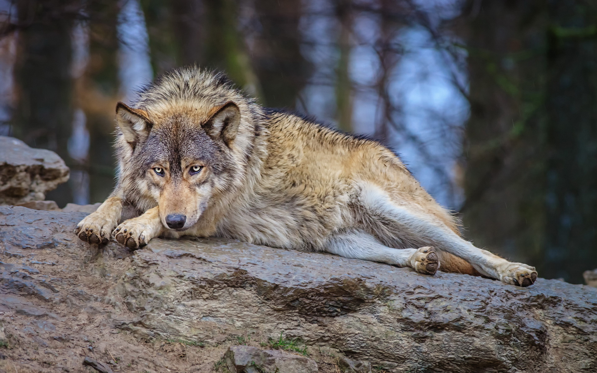 Descarga gratuita de fondo de pantalla para móvil de Animales, Lobo.