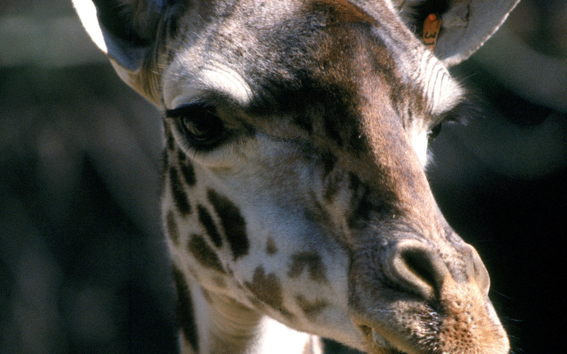 Handy-Wallpaper Tiere, Giraffe kostenlos herunterladen.