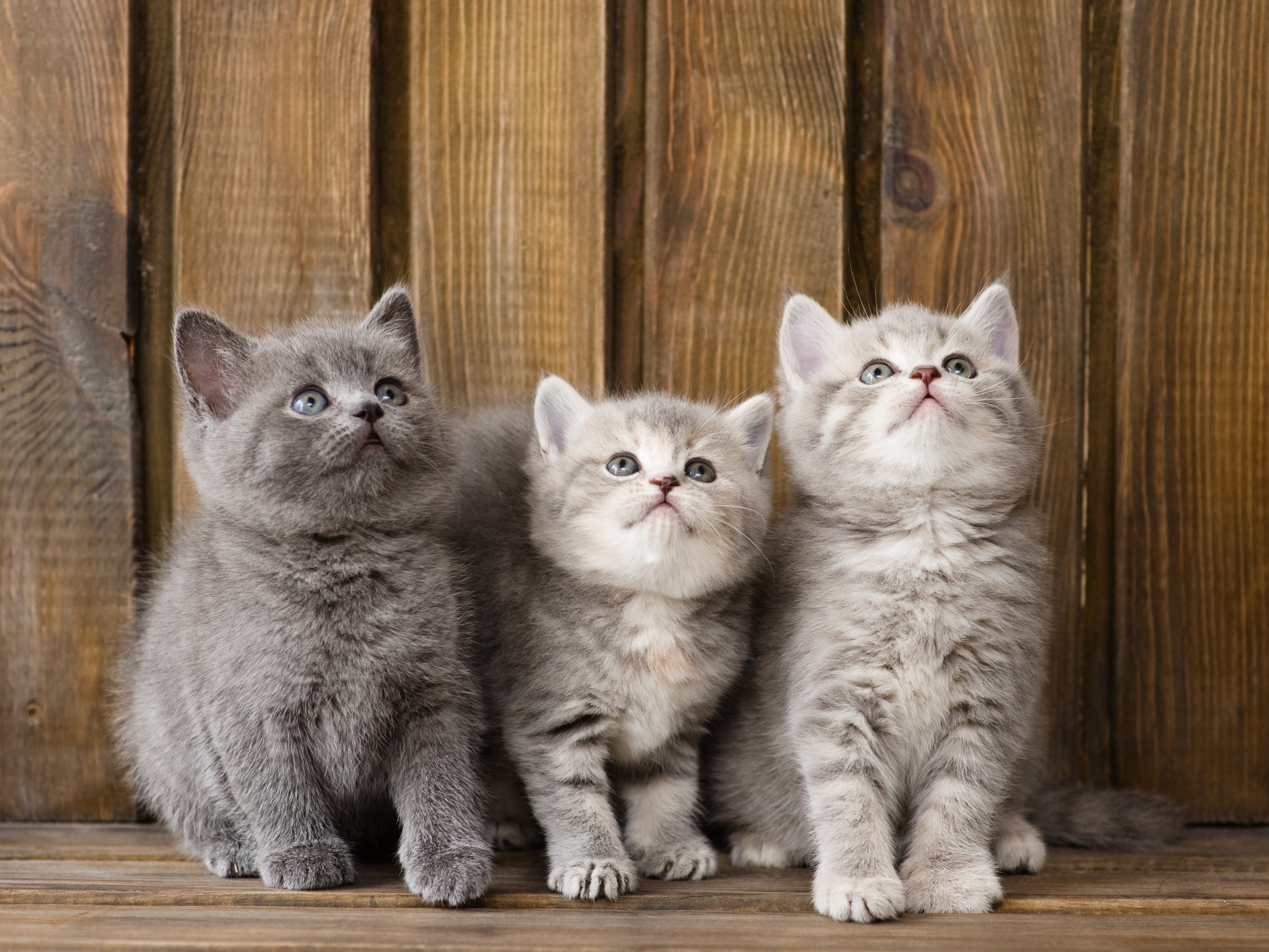 491509 descargar fondo de pantalla animales, británico de pelo corto, gatito, gatos: protectores de pantalla e imágenes gratis