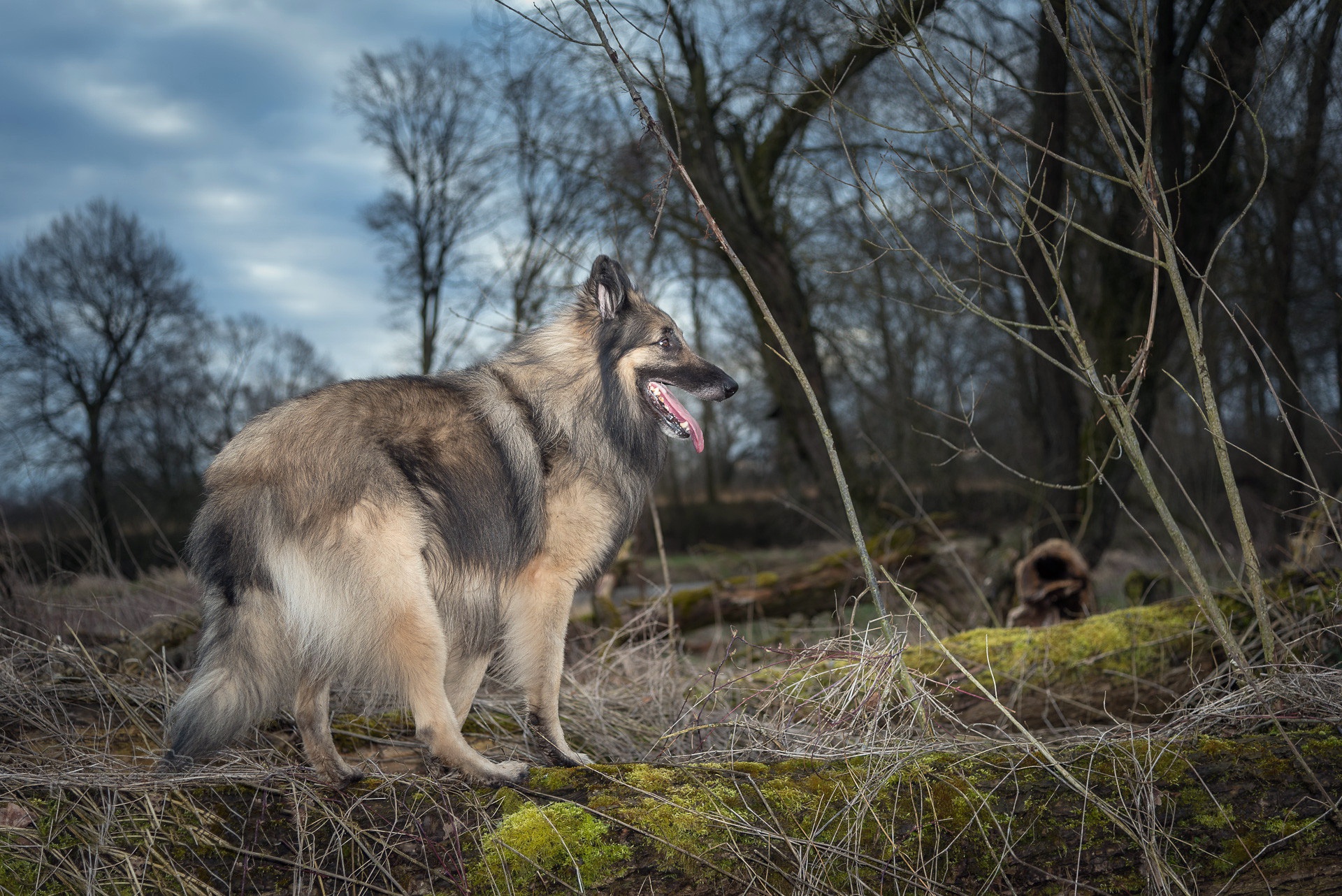 Laden Sie das Tiere, Hunde, Hund-Bild kostenlos auf Ihren PC-Desktop herunter