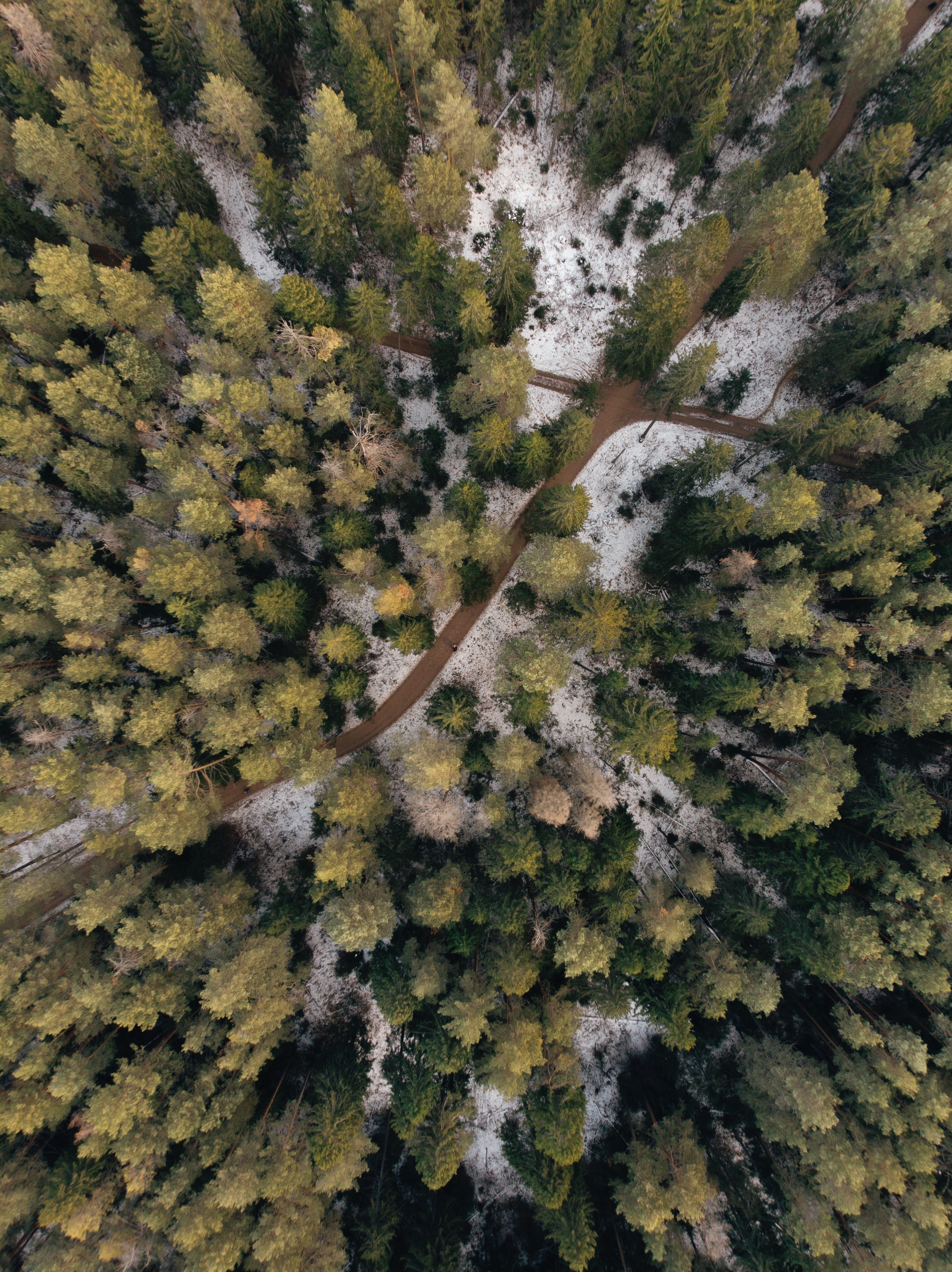 nature, trees, snow, view from above, forest, path, paths