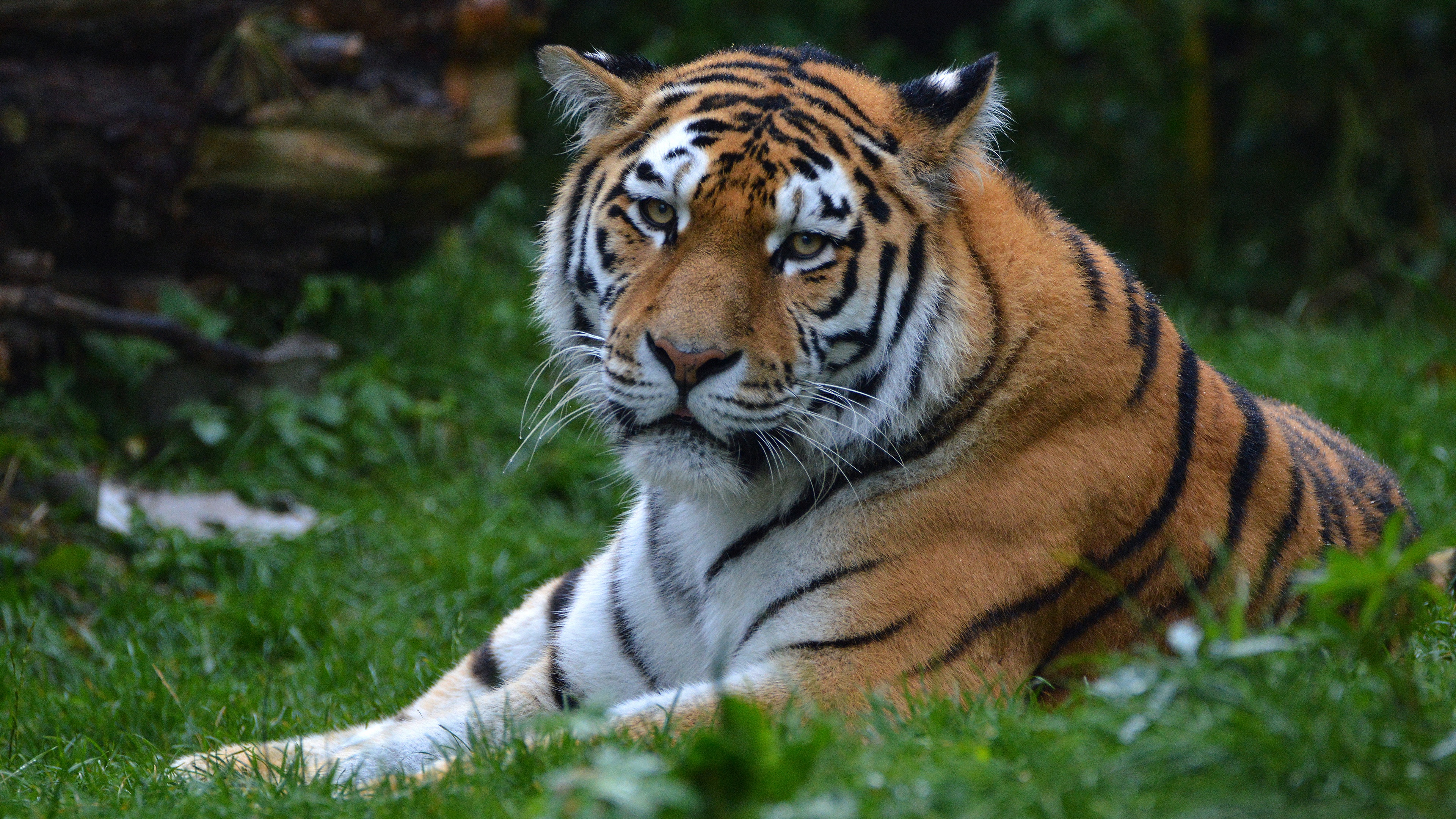 Baixar papel de parede para celular de Animais, Gatos, Tigre, Olhar Fixamente gratuito.