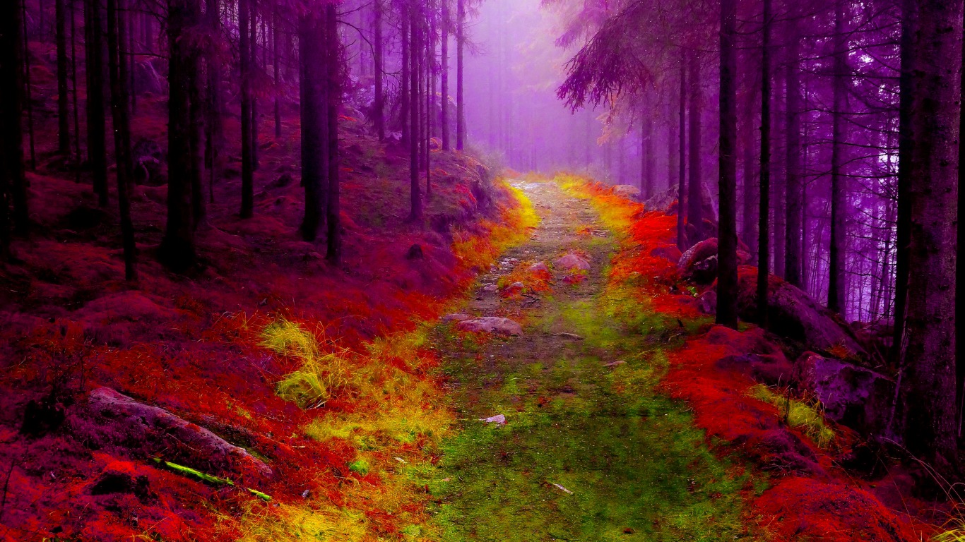 Free download wallpaper Forest, Earth on your PC desktop