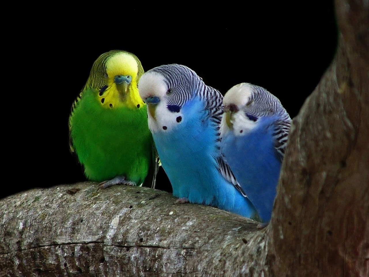 無料モバイル壁紙動物, 鳥, オウムをダウンロードします。