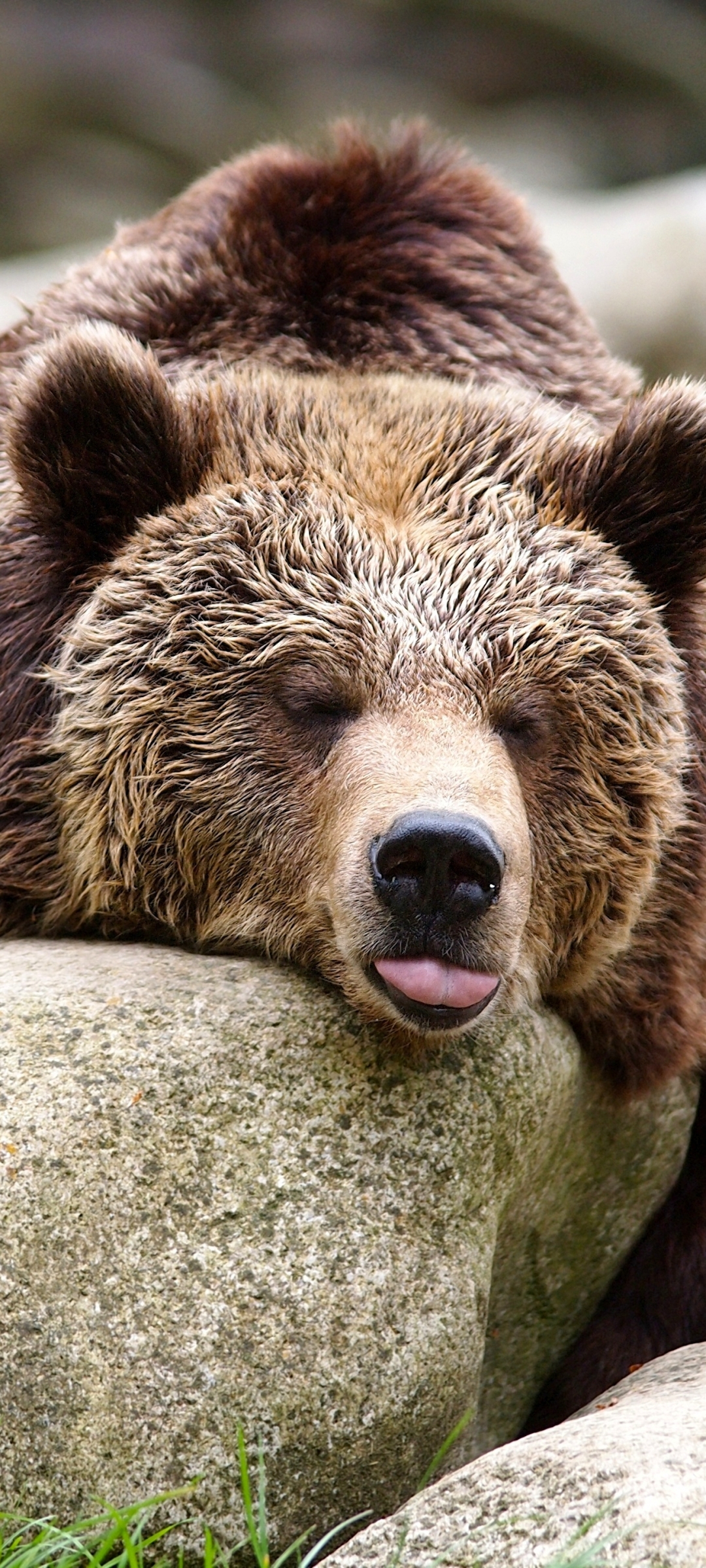 Handy-Wallpaper Tiere, Bären, Bär, Ausruhen kostenlos herunterladen.