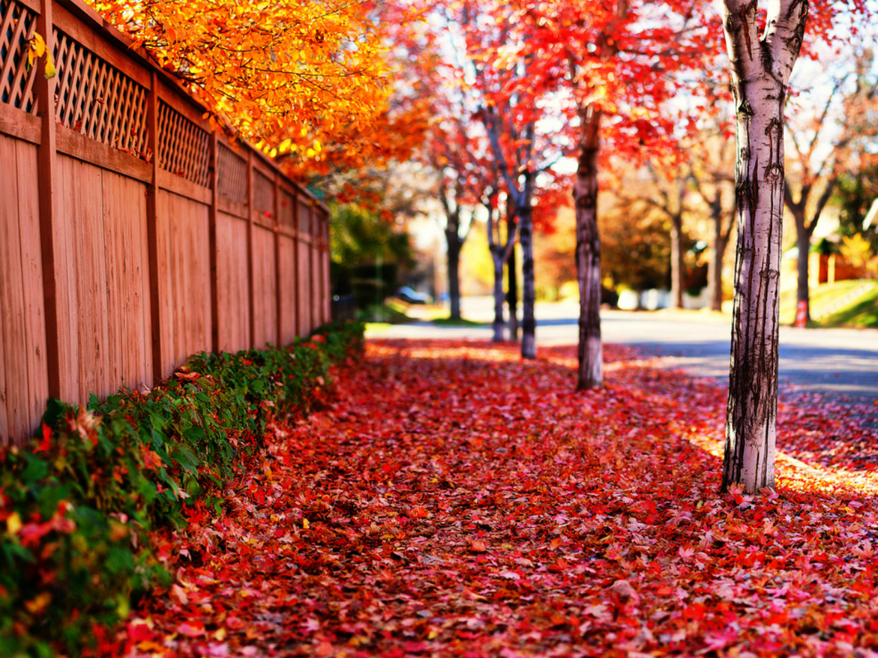 Laden Sie das Herbst, Fotografie-Bild kostenlos auf Ihren PC-Desktop herunter