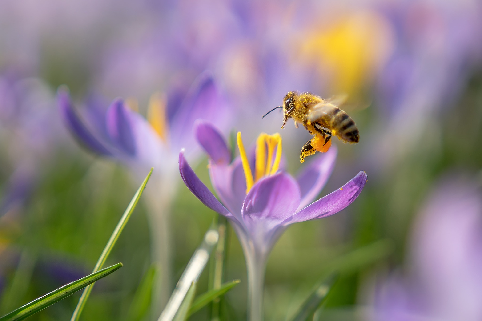 Free download wallpaper Insects, Flower, Macro, Insect, Bee, Animal, Crocus, Purple Flower on your PC desktop