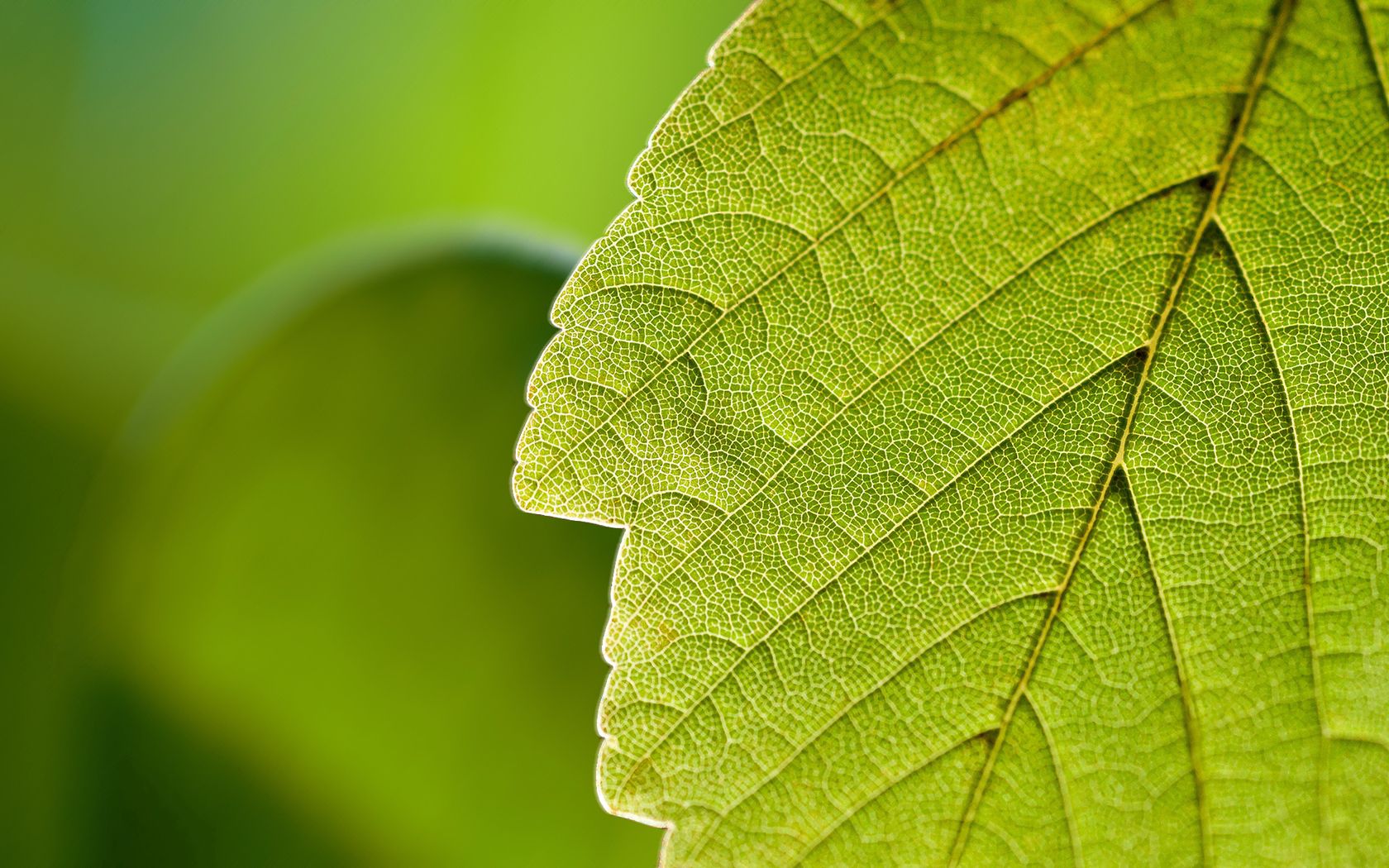nature, macro, sheet, leaf, greens Full HD