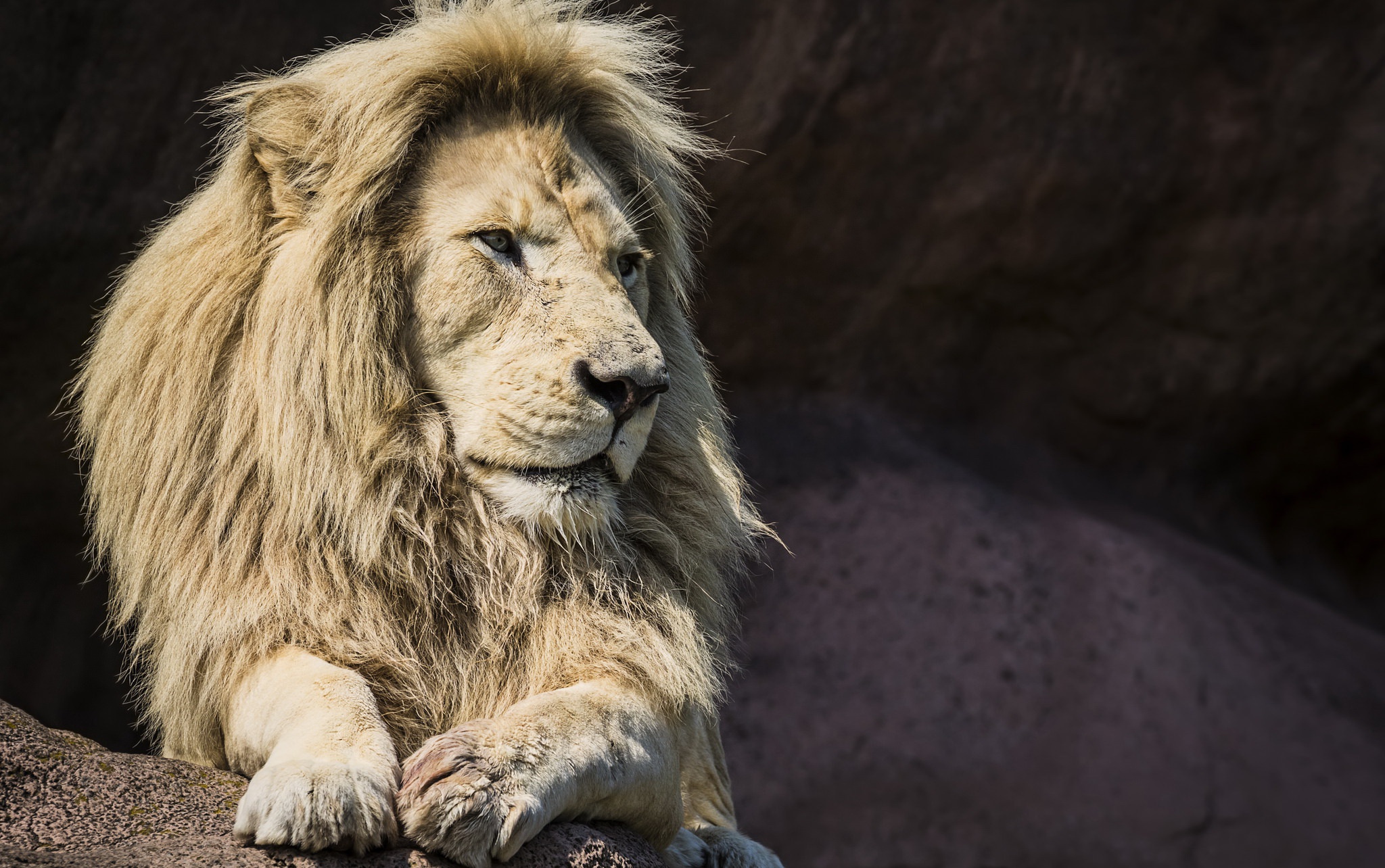 440163 descargar fondo de pantalla animales, león, león blanco, gatos: protectores de pantalla e imágenes gratis