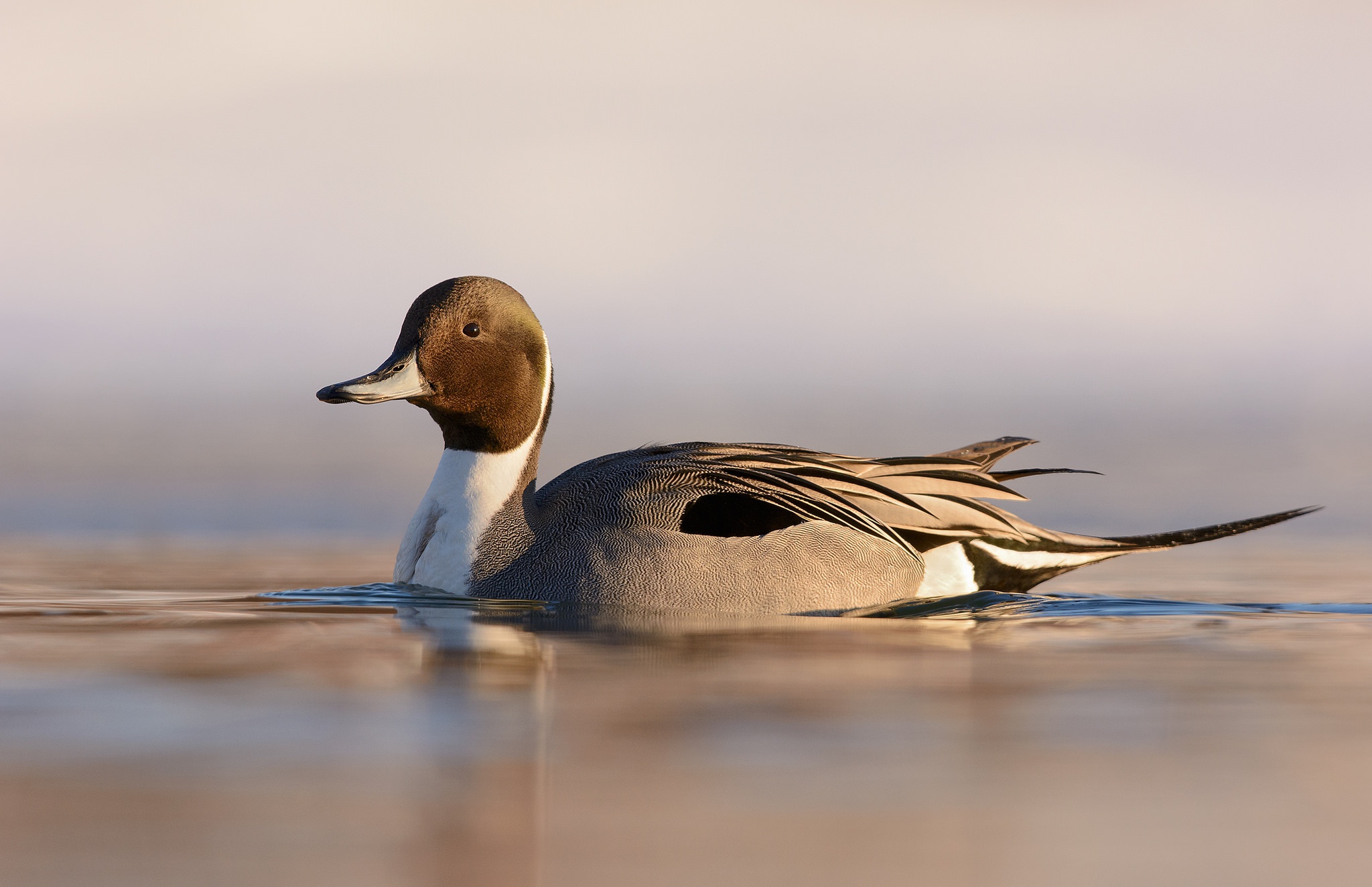 394502 Protetores de tela e papéis de parede Pintail Do Norte em seu telefone. Baixe  fotos gratuitamente