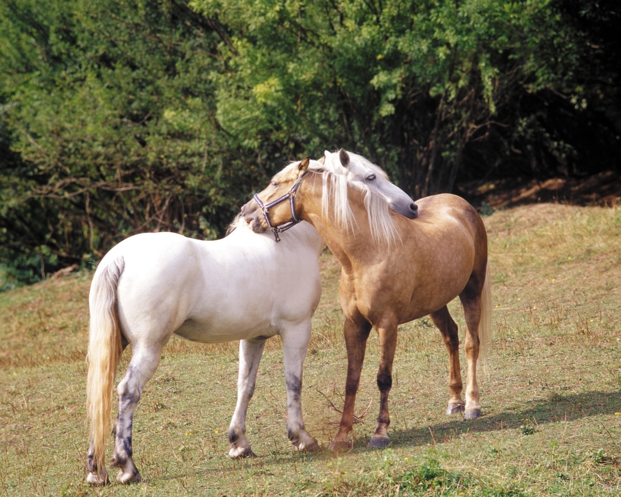 7505 скачать обои лошади, животные - заставки и картинки бесплатно