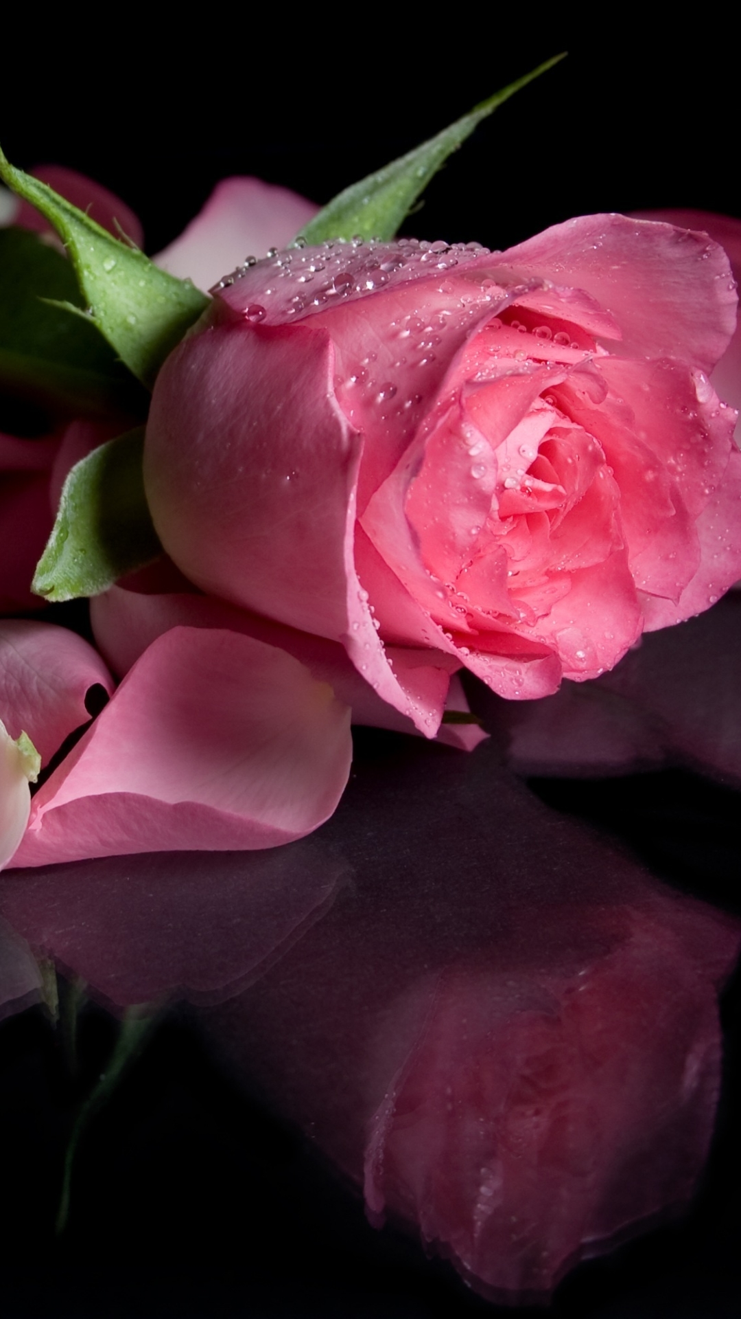 Handy-Wallpaper Blumen, Blume, Rose, Nahansicht, Blütenblatt, Erde/natur, Spiegelung, Pinke Blume, Betrachtung kostenlos herunterladen.