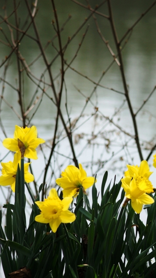 Download mobile wallpaper Flowers, Flower, Earth, Daffodil for free.