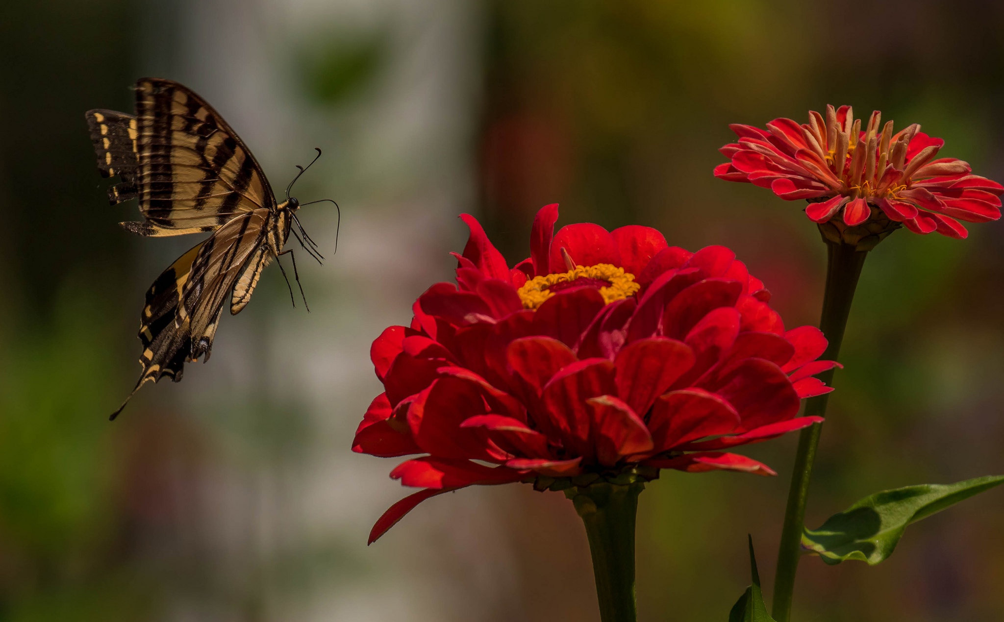 PCデスクトップに動物, 蝶, 花, 大きい, 赤い花, 虫画像を無料でダウンロード