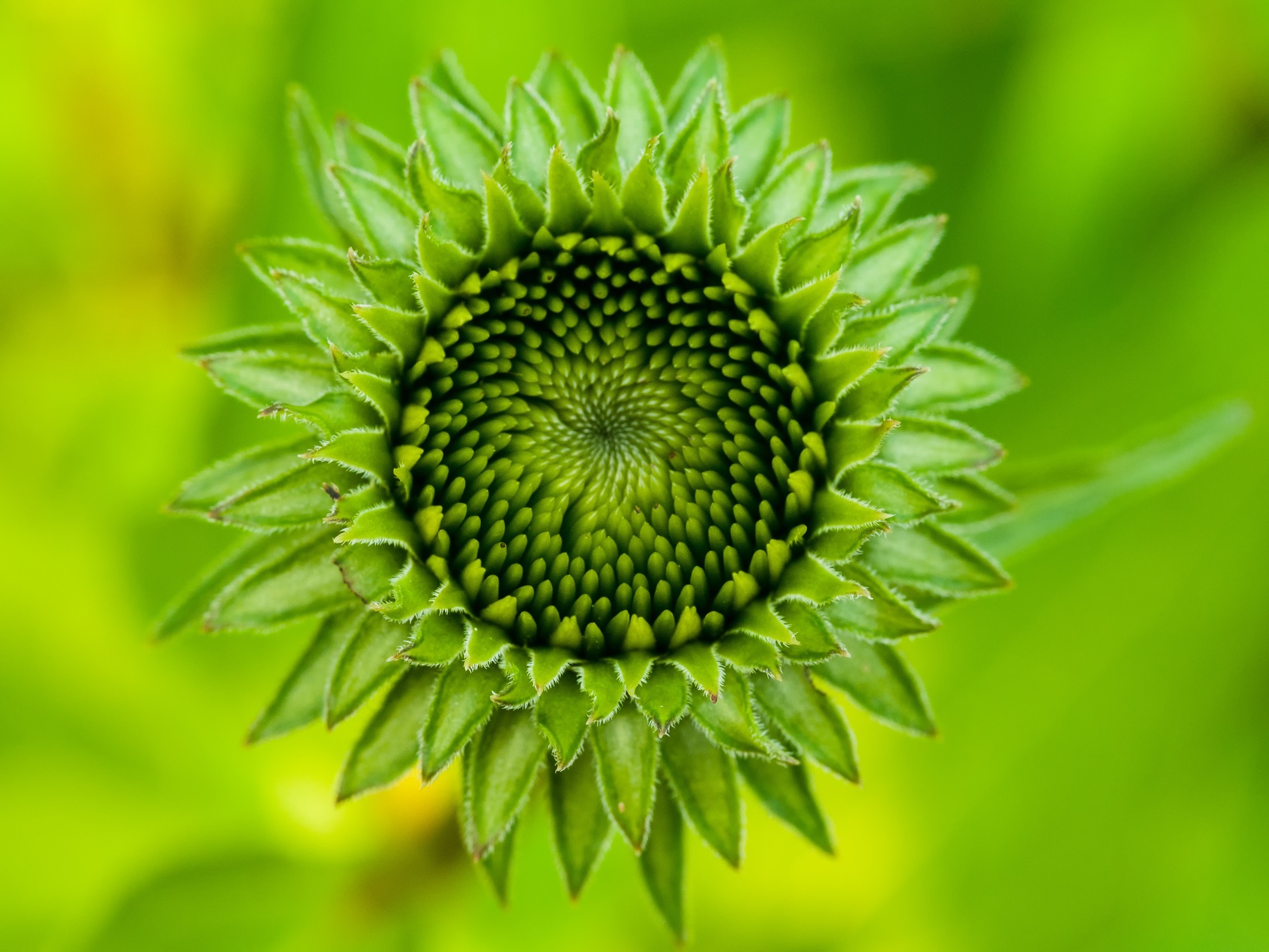 Laden Sie das Blumen, Makro, Bokeh, Sonnenblume, Erde/natur-Bild kostenlos auf Ihren PC-Desktop herunter
