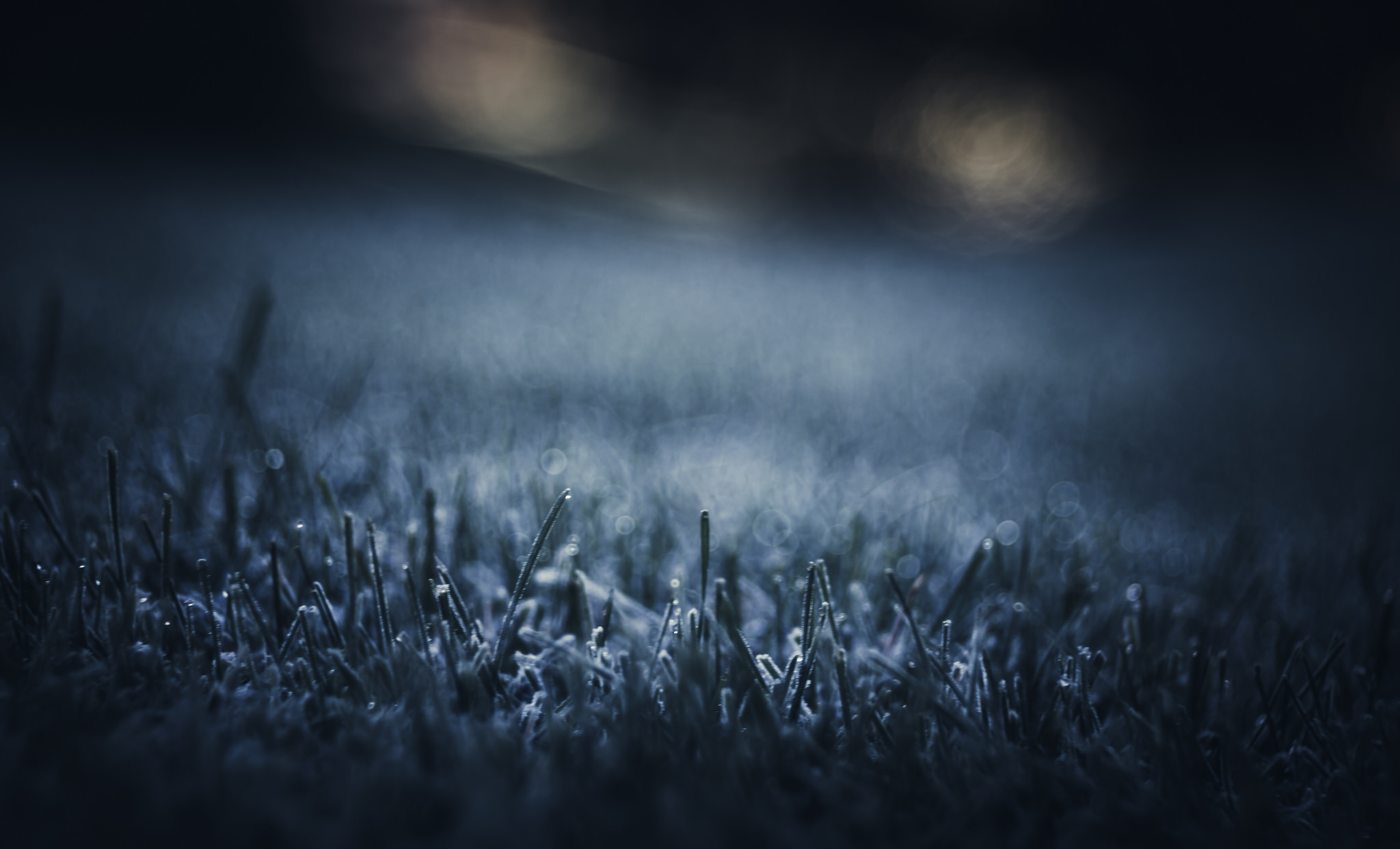 Download mobile wallpaper Nature, Grass, Close Up, Earth, Bokeh for free.