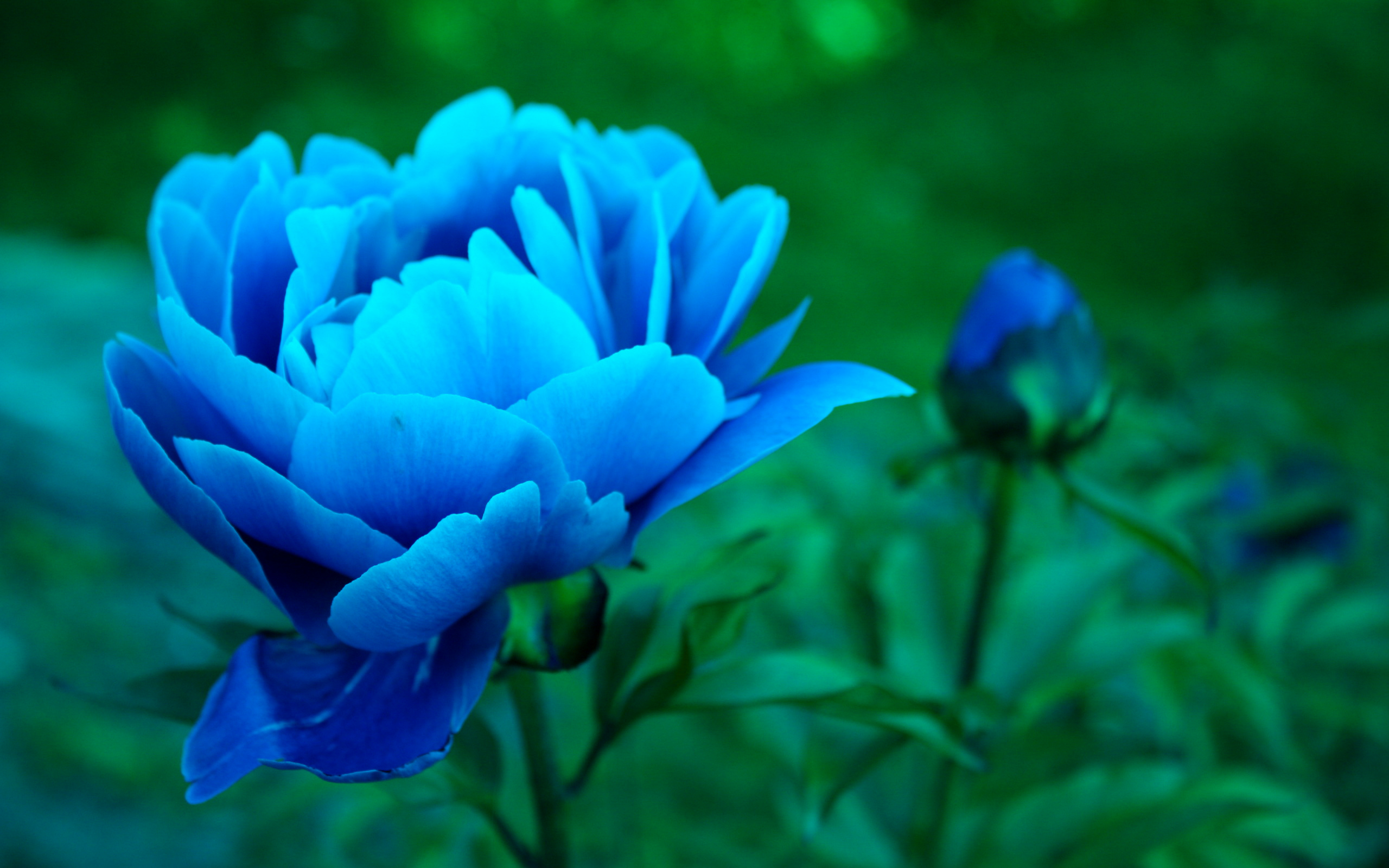 PCデスクトップにフラワーズ, 花, 閉じる, 地球, 牡丹, 青い花画像を無料でダウンロード