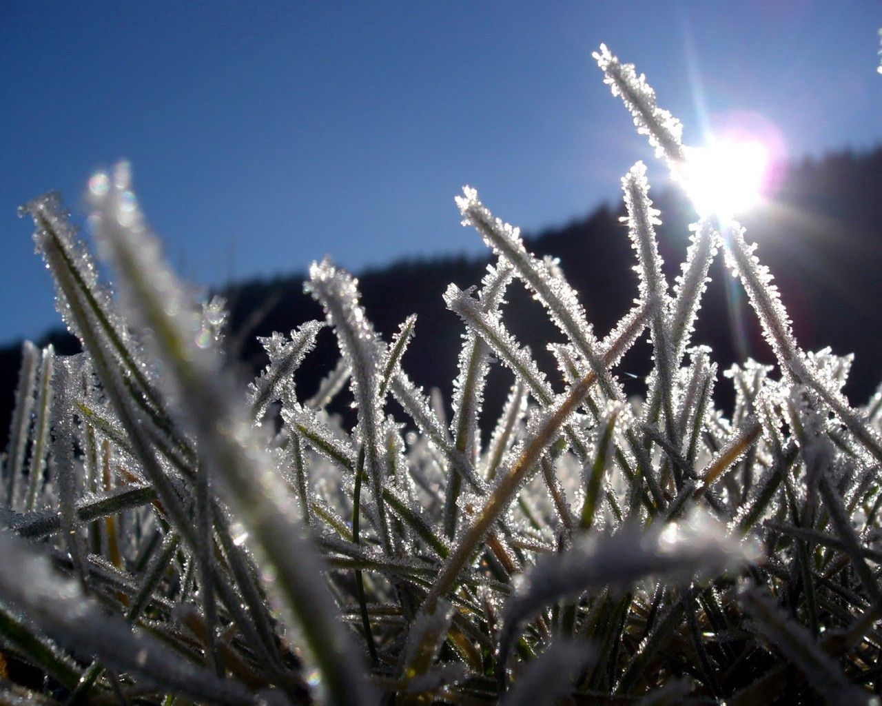 Download mobile wallpaper Beams, Frost, Hoarfrost, Macro, Grass, Rays, Nature, Sun, Shine, Light for free.