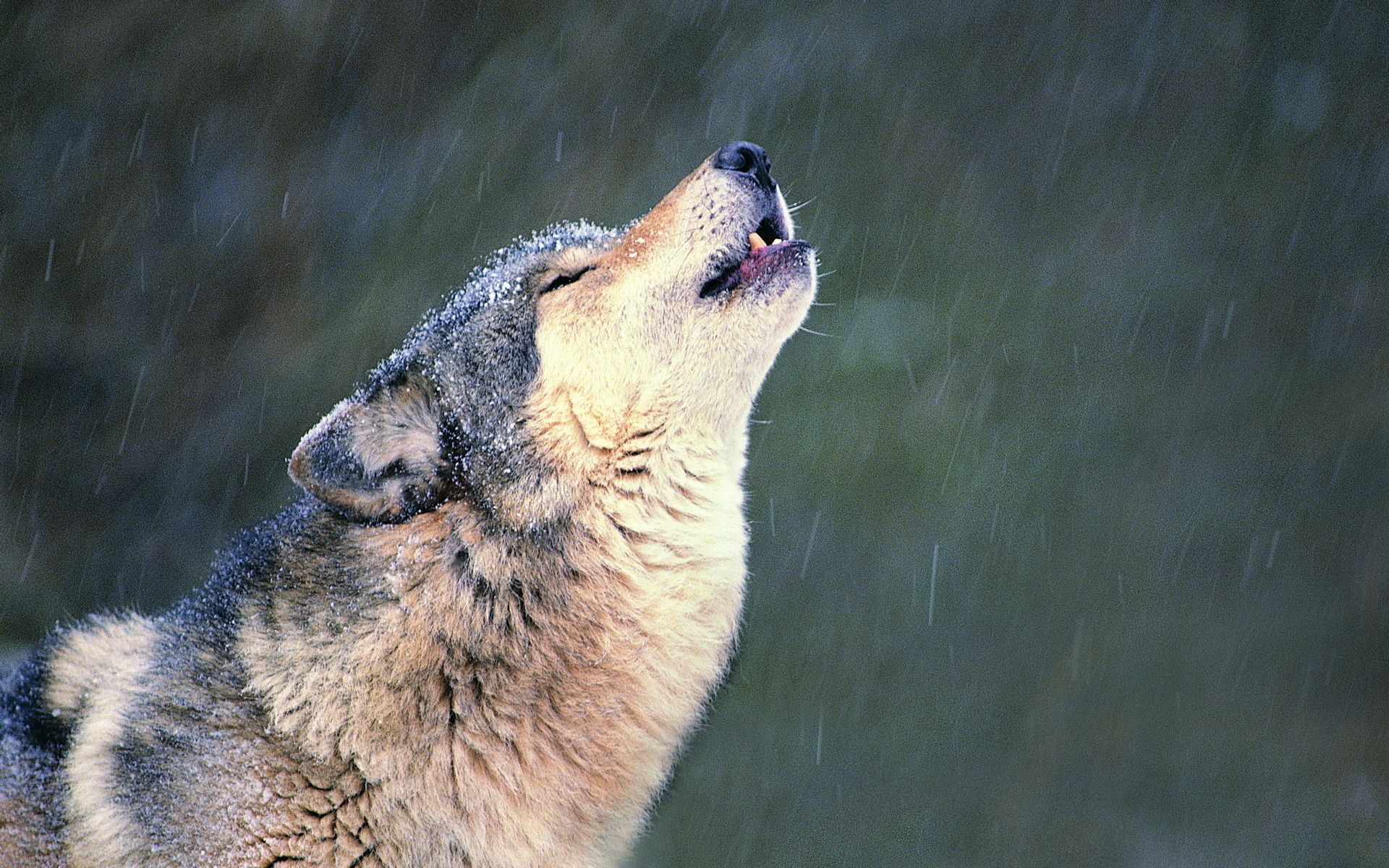 loneliness, animals, muzzle, wolf, howl